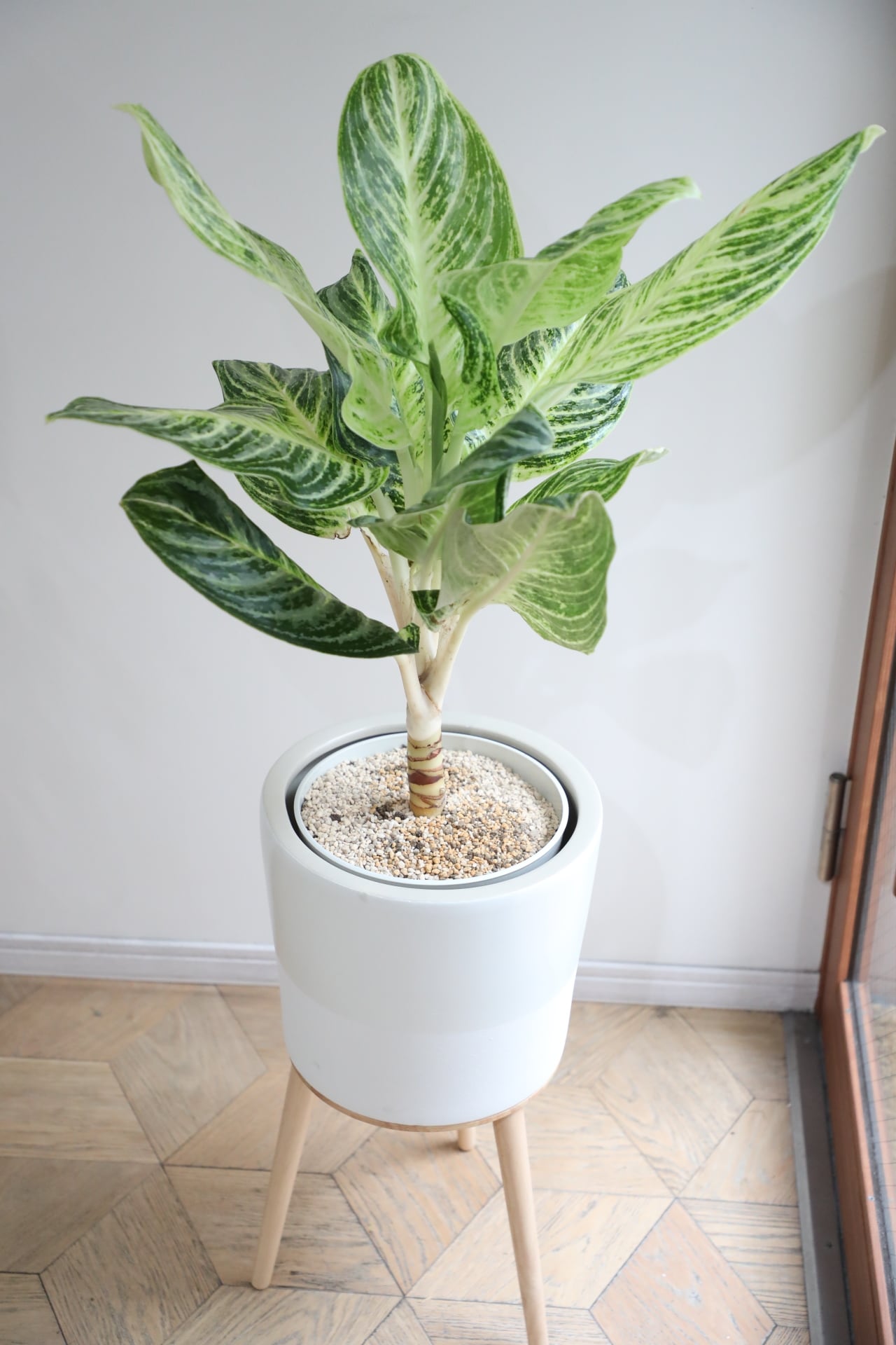 M】アグラオネマ セームスブ/Aglaonema | 【厳選植物・器】MIDORI