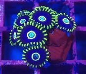 つきみ堂Breed マメスナ BlueHornet 1
