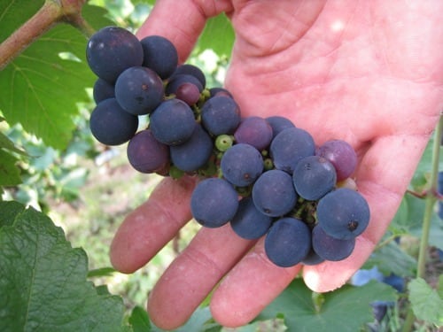 【ポール・ジャングランジェ】ジェ・ジェ・ジェ フォリー 2023