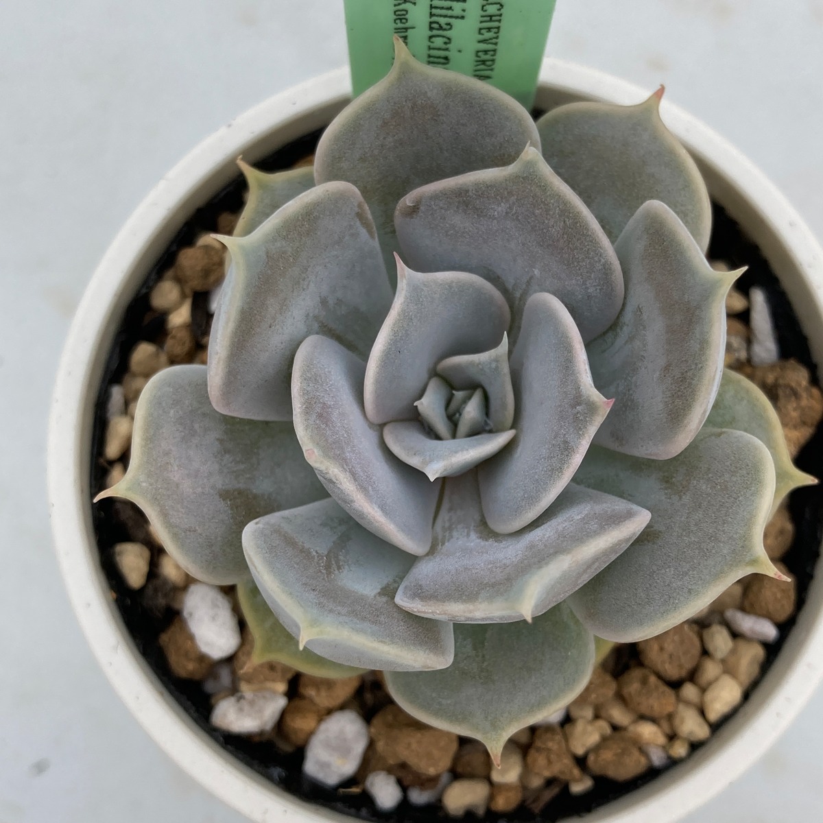 現物商品】ECHEVERIA lilacina,Rayones 原種 実生苗 | 多肉植物研究所
