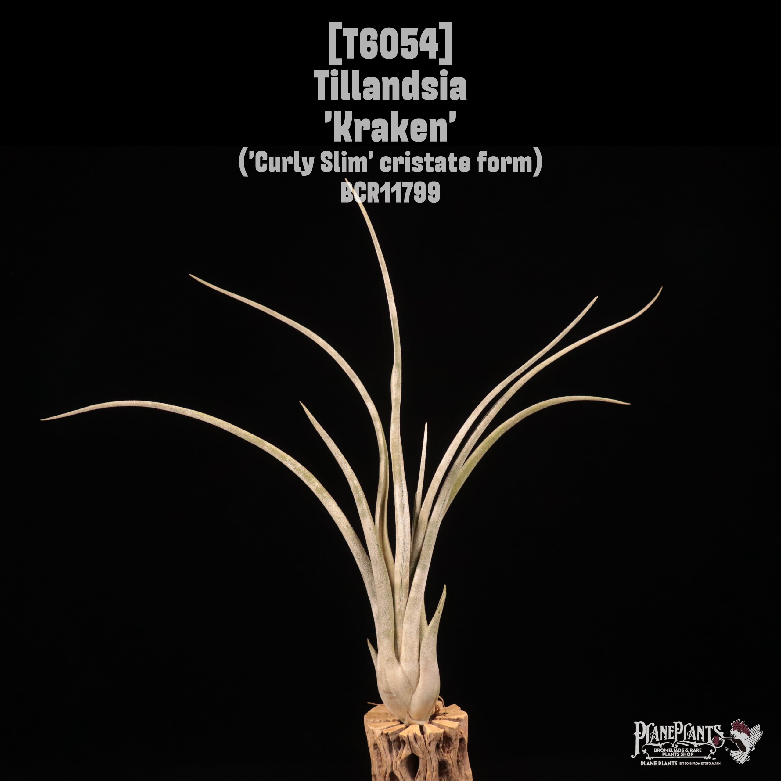 Tillandsia 'Kraken'〔ティランジア〕T6054