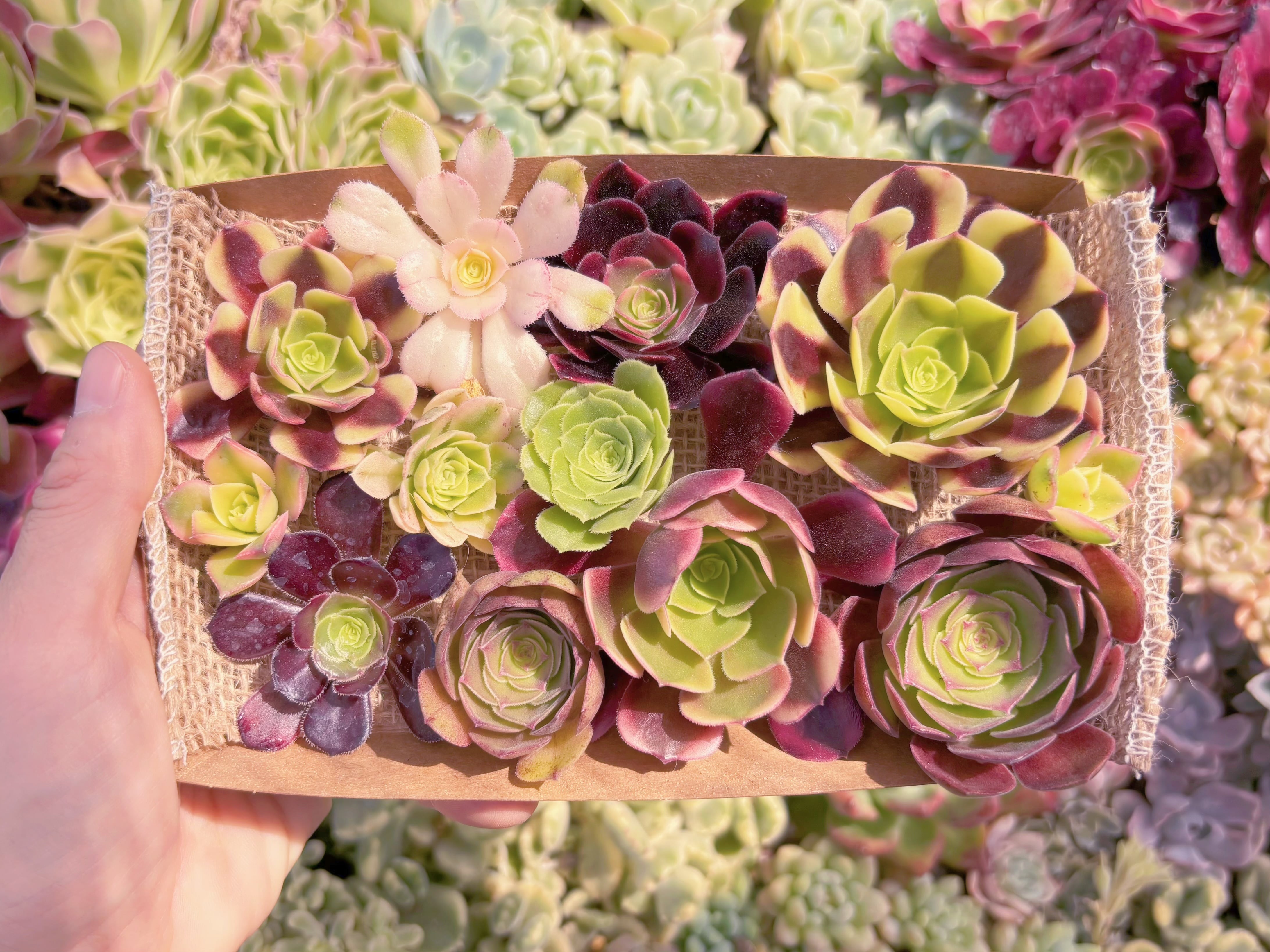 現品　寄せ植えセット#B06　るる農園