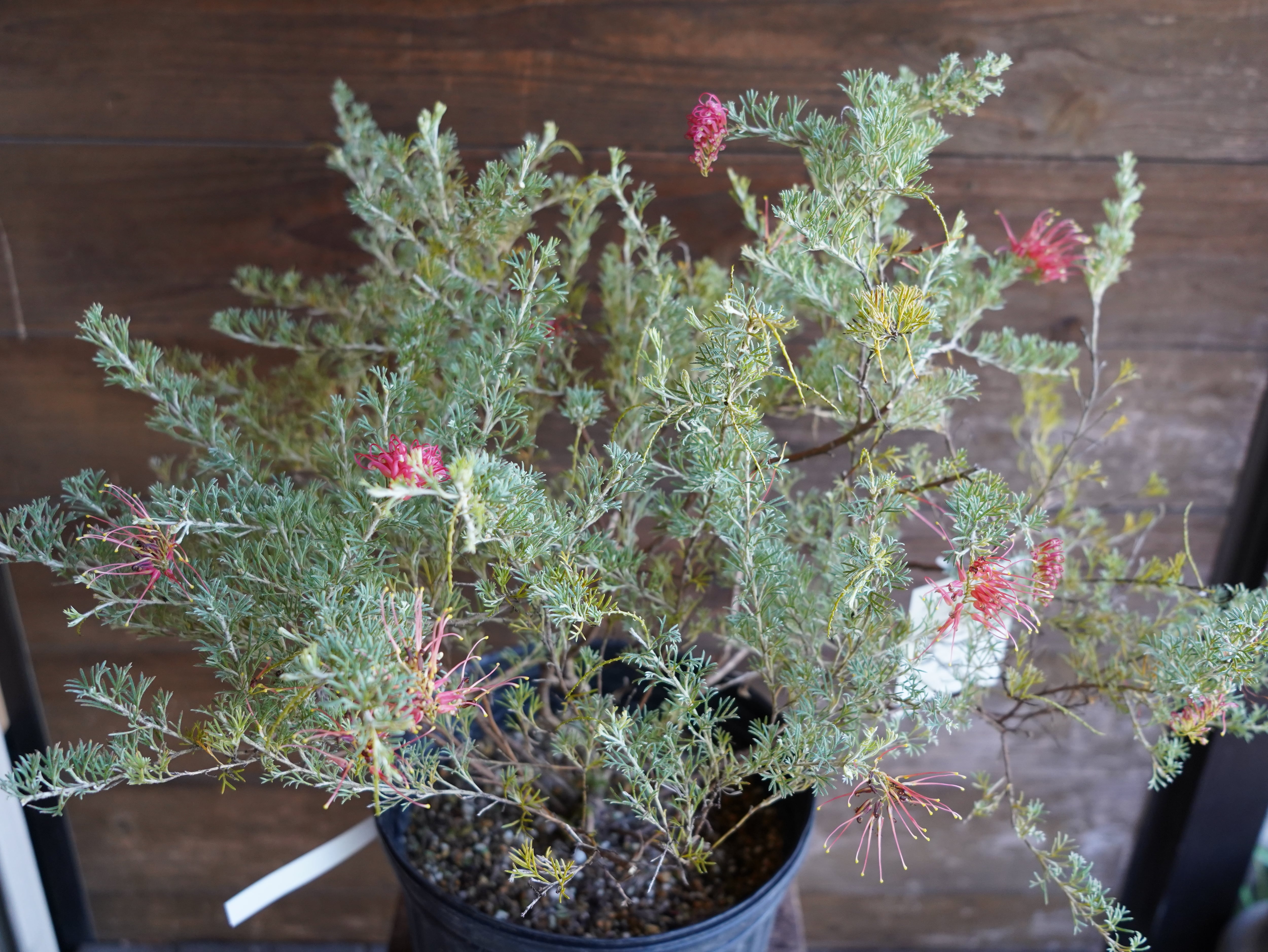 【現物】グレビレア　”マジックランタン”