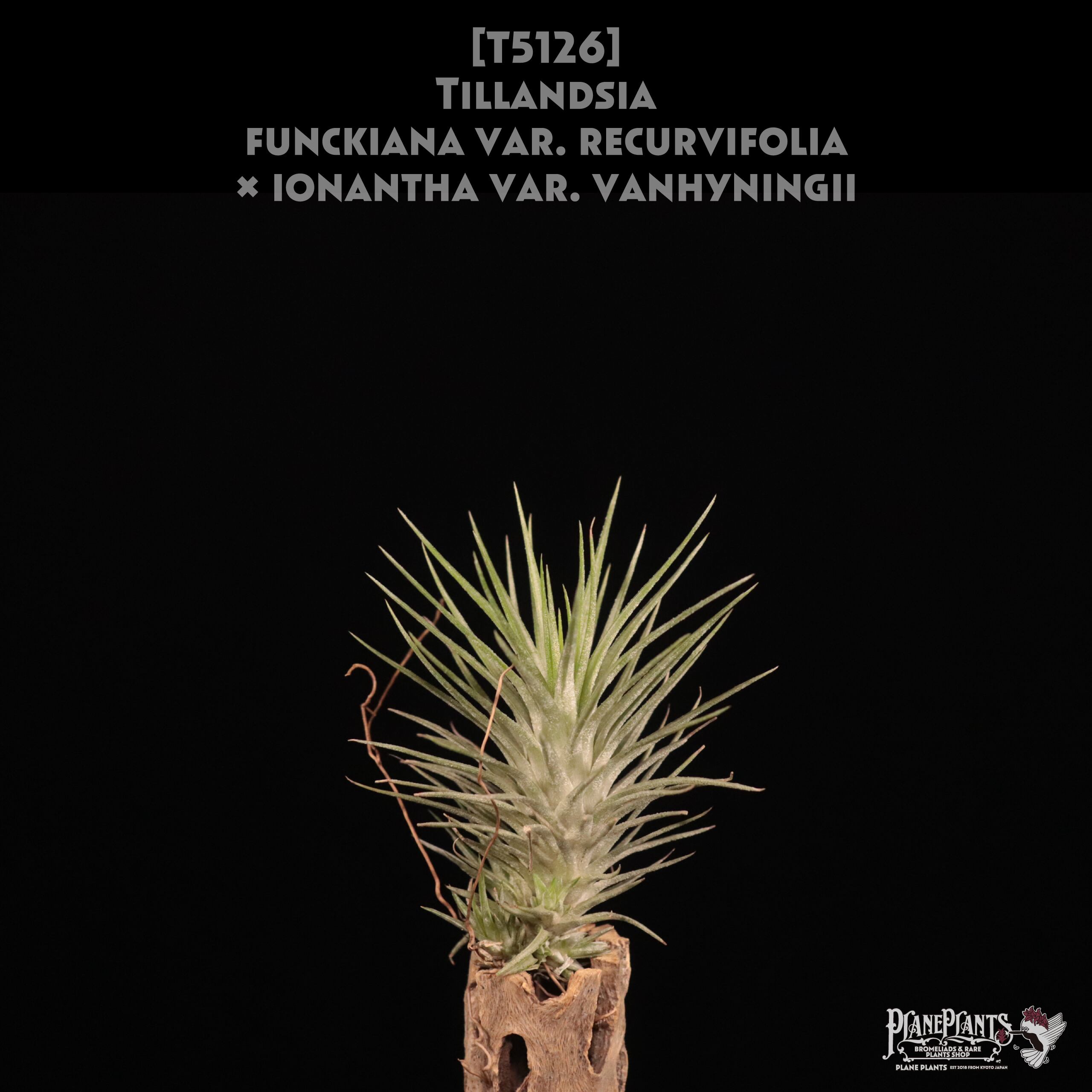 【reserved】funckiana var. recurvifolia × ionantha var. vanhyningii〔エアプランツ〕現品発送T5126