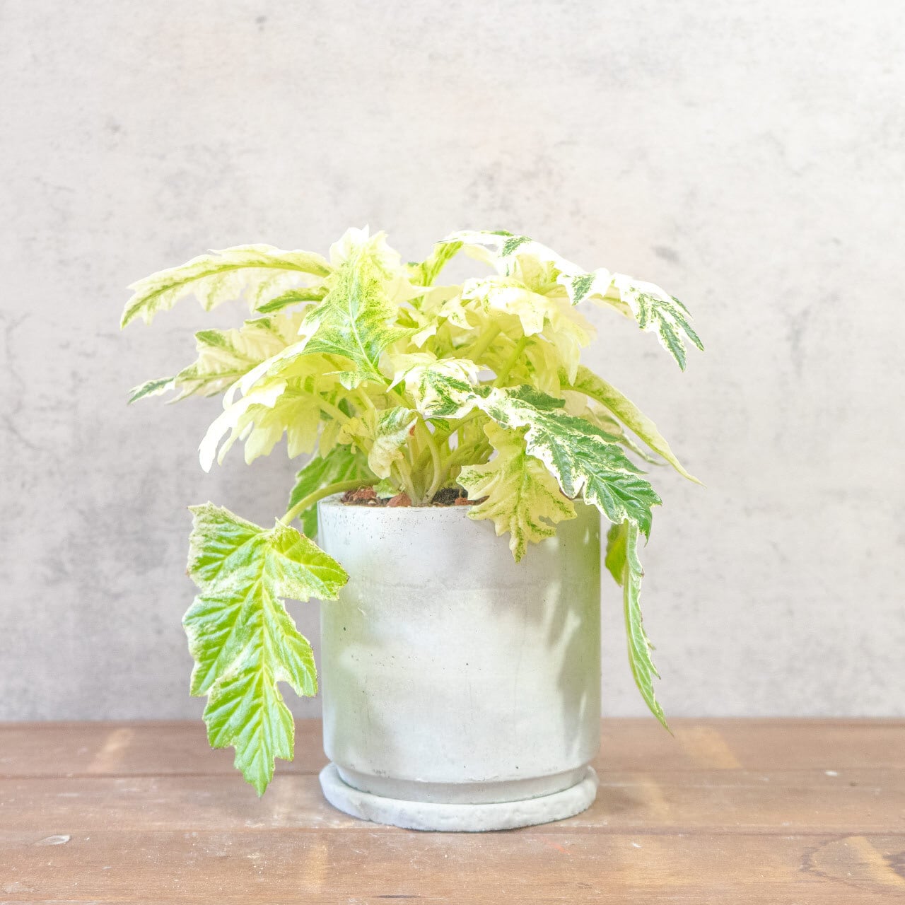 【ゴージャスな斑入り葉】アカンサスモリス・タスマニアエンジェルを、根腐れを防ぐ独自配合の用土で。美しい葉を健やかに保つ仕立て｜虫発生抑制｜送料全国一律850円