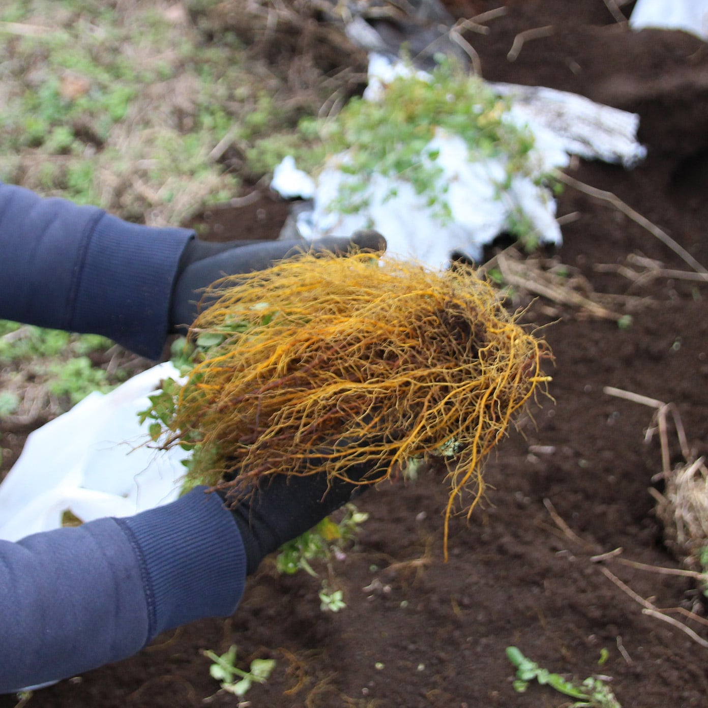 富士山の麓で日本茜を育てよう|11月・3月参加券|大人・学生共通