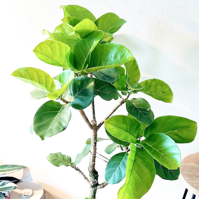 希少 フィカス アフリカンプリンス ８号 観葉植物 calm cafe