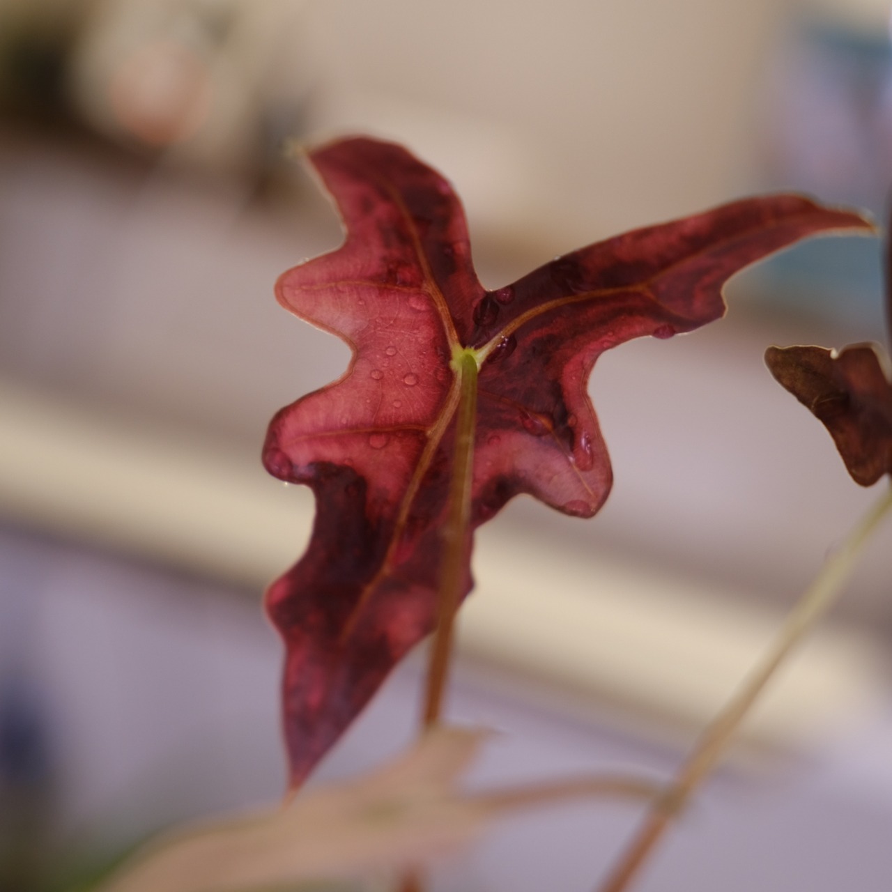 Alocasia Nobillis Pink "K"│アロカシア・ノビリス・ピンク③│観葉植物