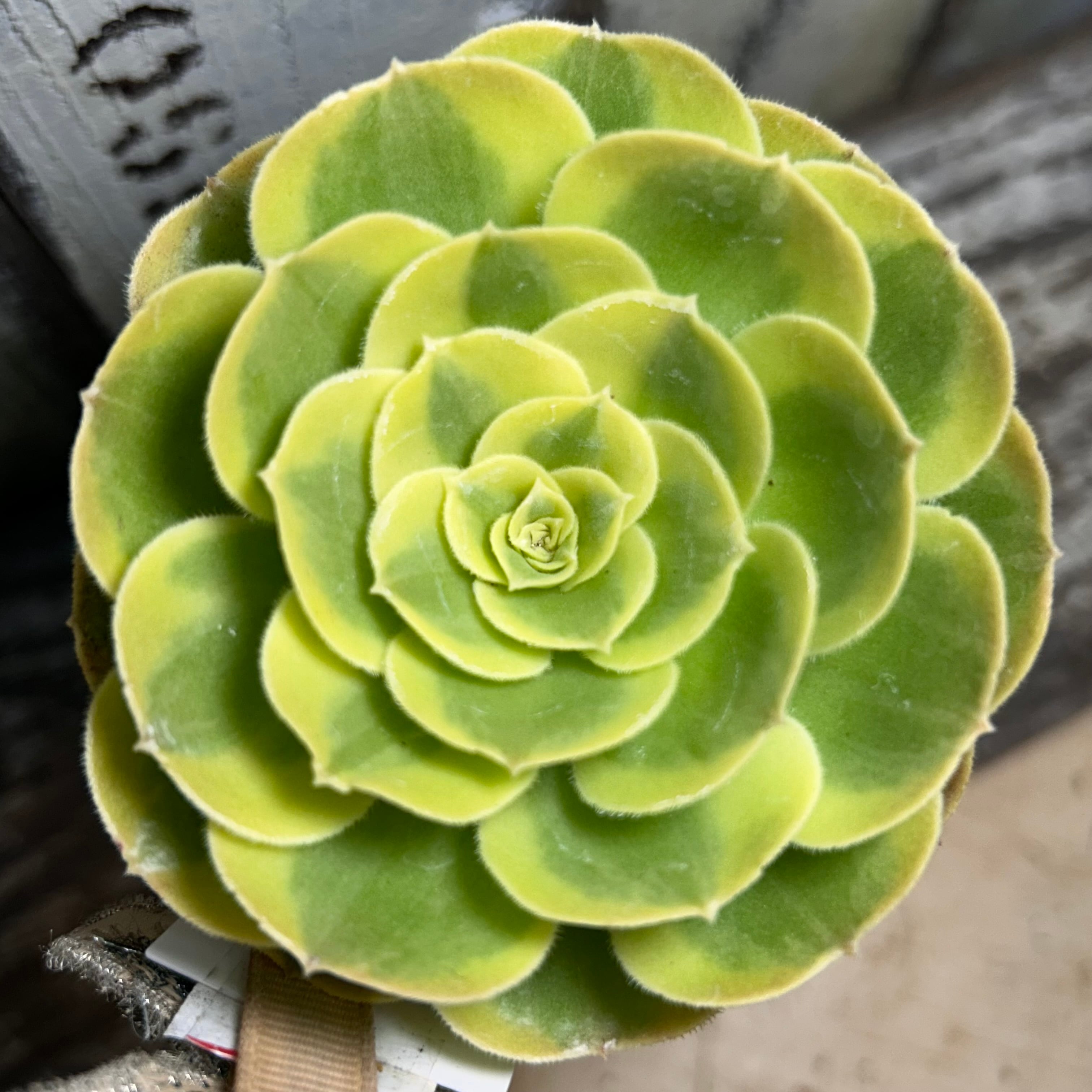 多肉植物❤️アエオニウム❤️雪姫錦❤️ 多肉植物アエオニウム錦❤️ 雪姫 ❤️ - メルカリ