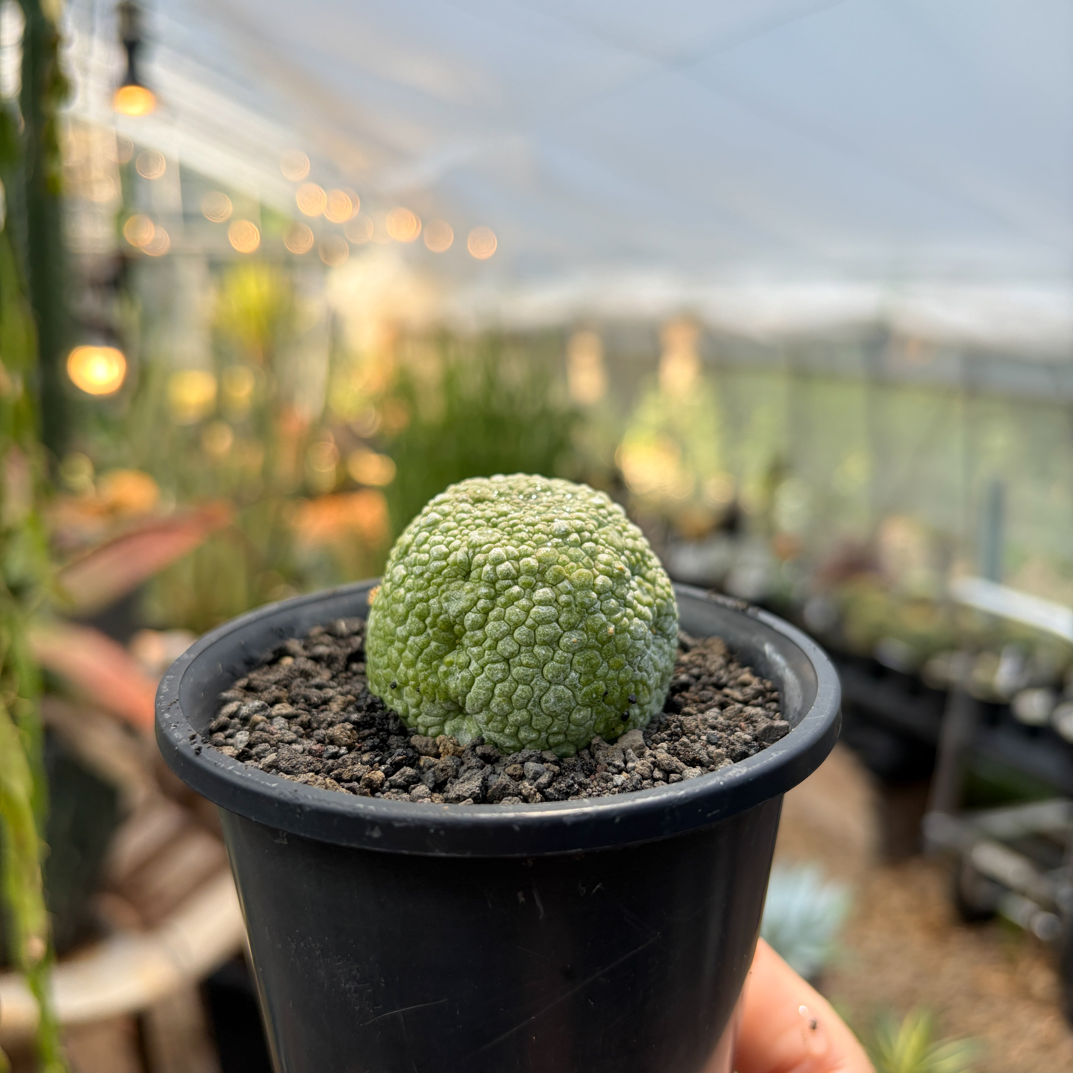 Pseudolithos migiurtinus 【プセウドリトス・ミギウルティヌス・実生