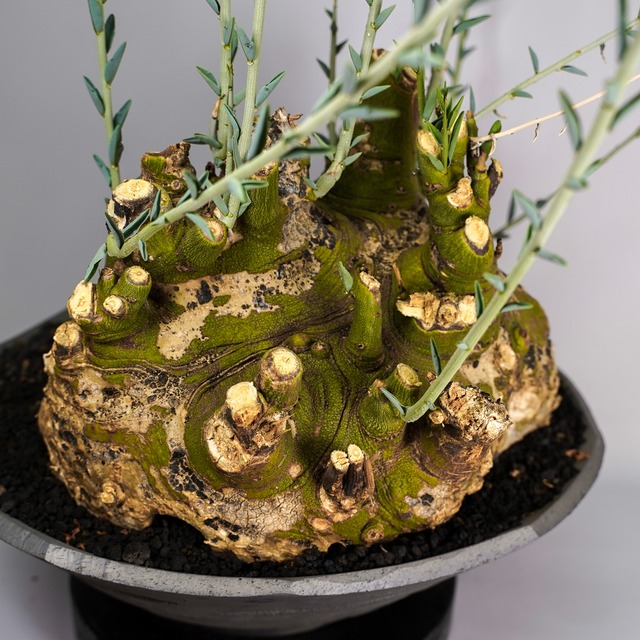 F61 アデニア ペチュエリー Adenia pechuelii ナミビア産 発根済み 現地球
