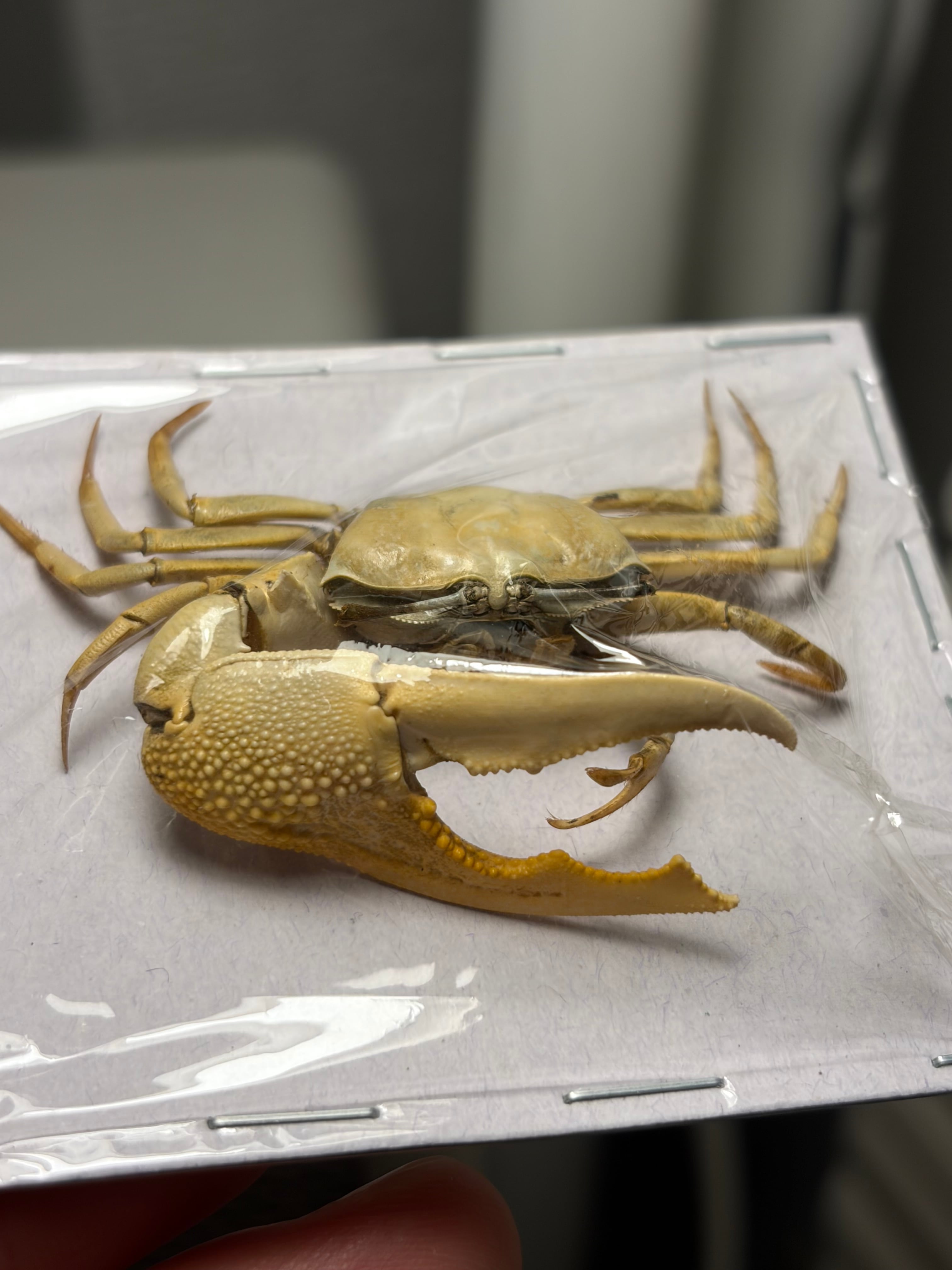 蟹標本】一般的なカニの標本 ガニ 甲殻類 シャコ エビ モンハナシャコ