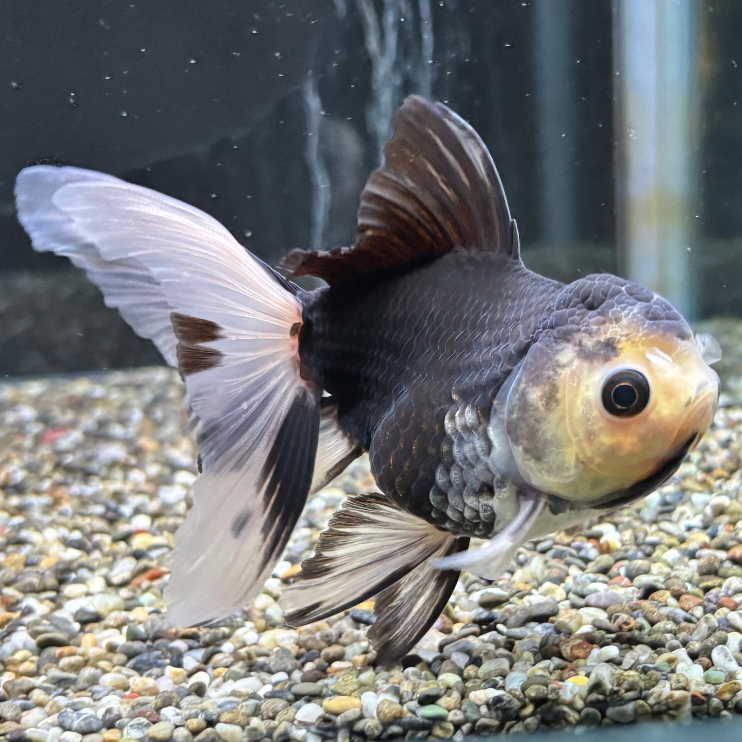 パンダオランダ 11cm