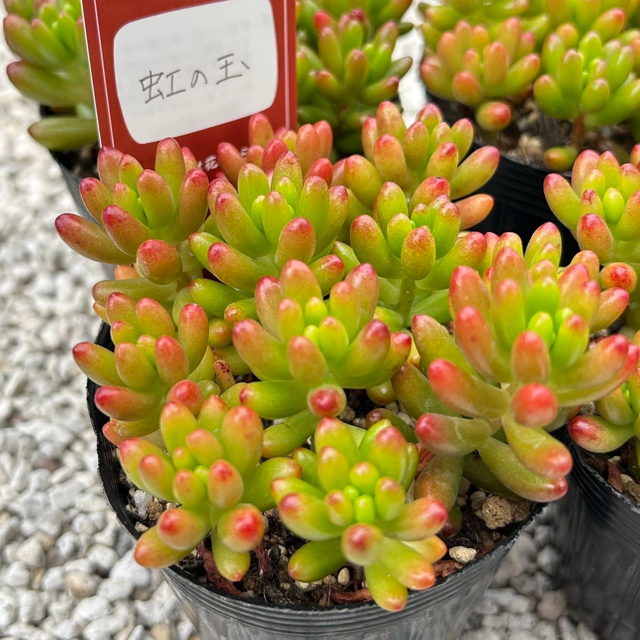 ALL ITEM | Succulent 花うらら 〜多肉植物