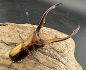 【WD】《メタリフェルホソアカ亜種アエノミカンス 66mm ペア》