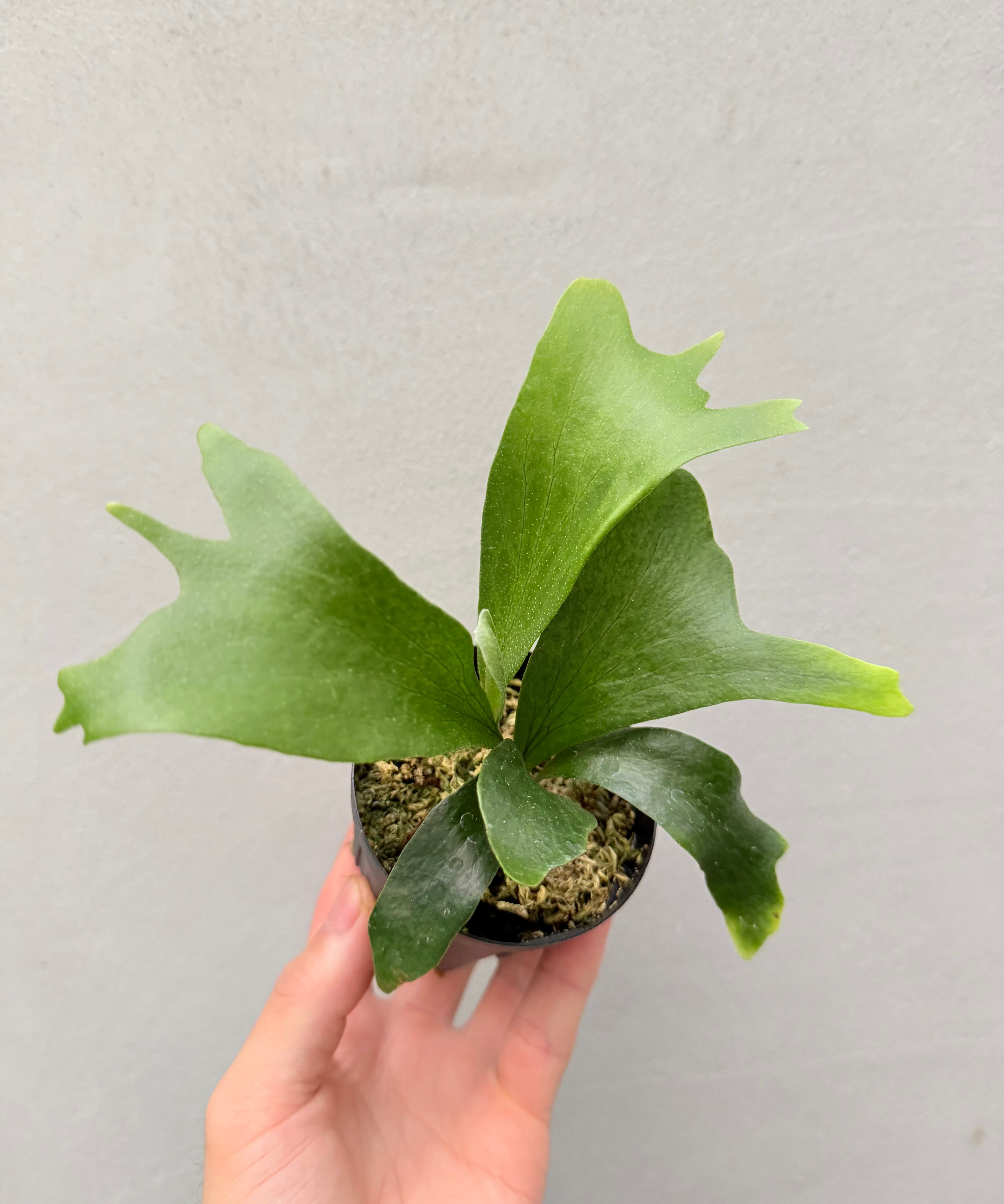 c) P. hillii 'Rod Pattison' (RP) spore grown ①ビカクシダ ヒリー