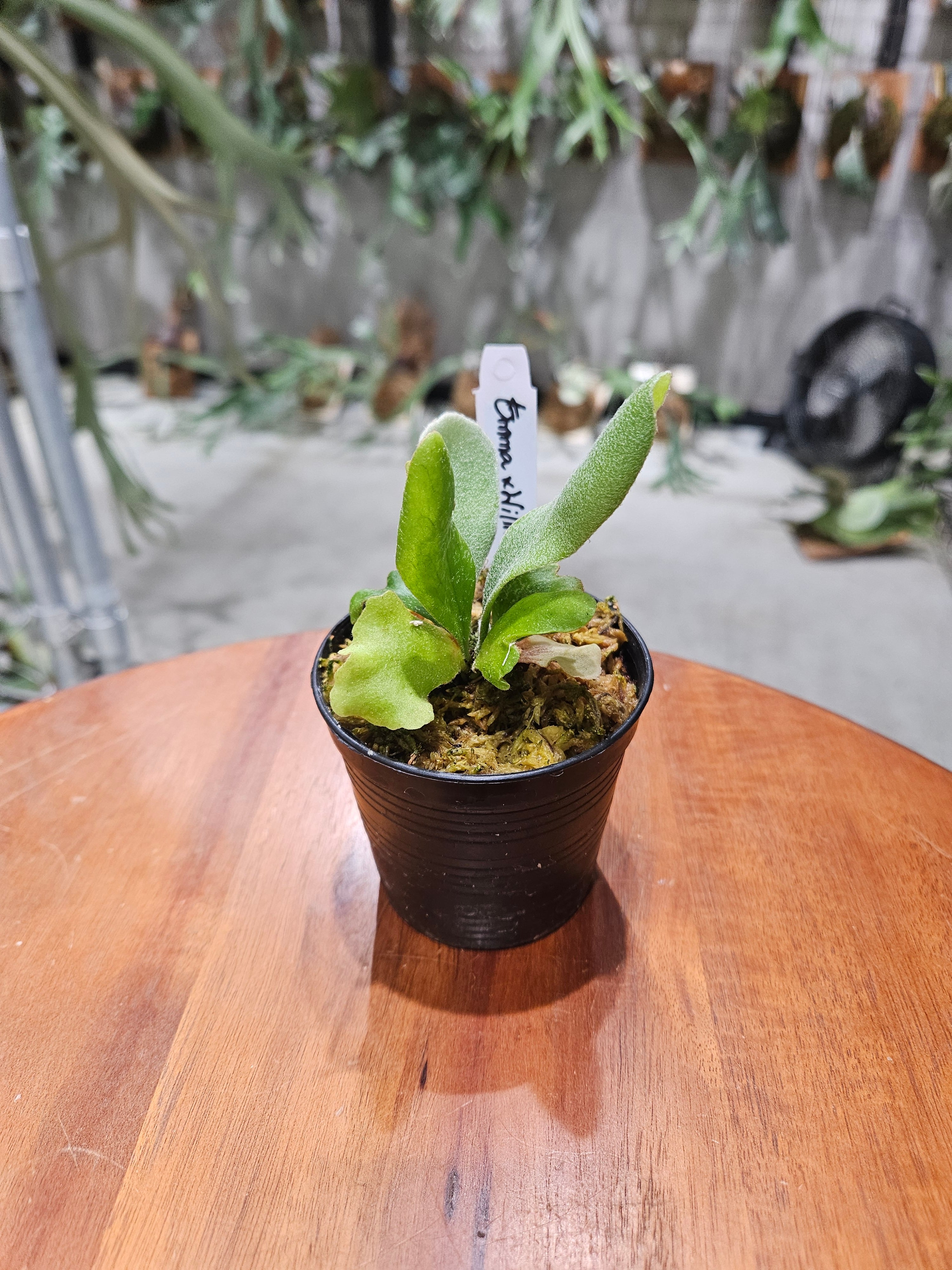 Aechmea chantinii youngturk 【artPLANTs】エクメア/タンクブロメリア