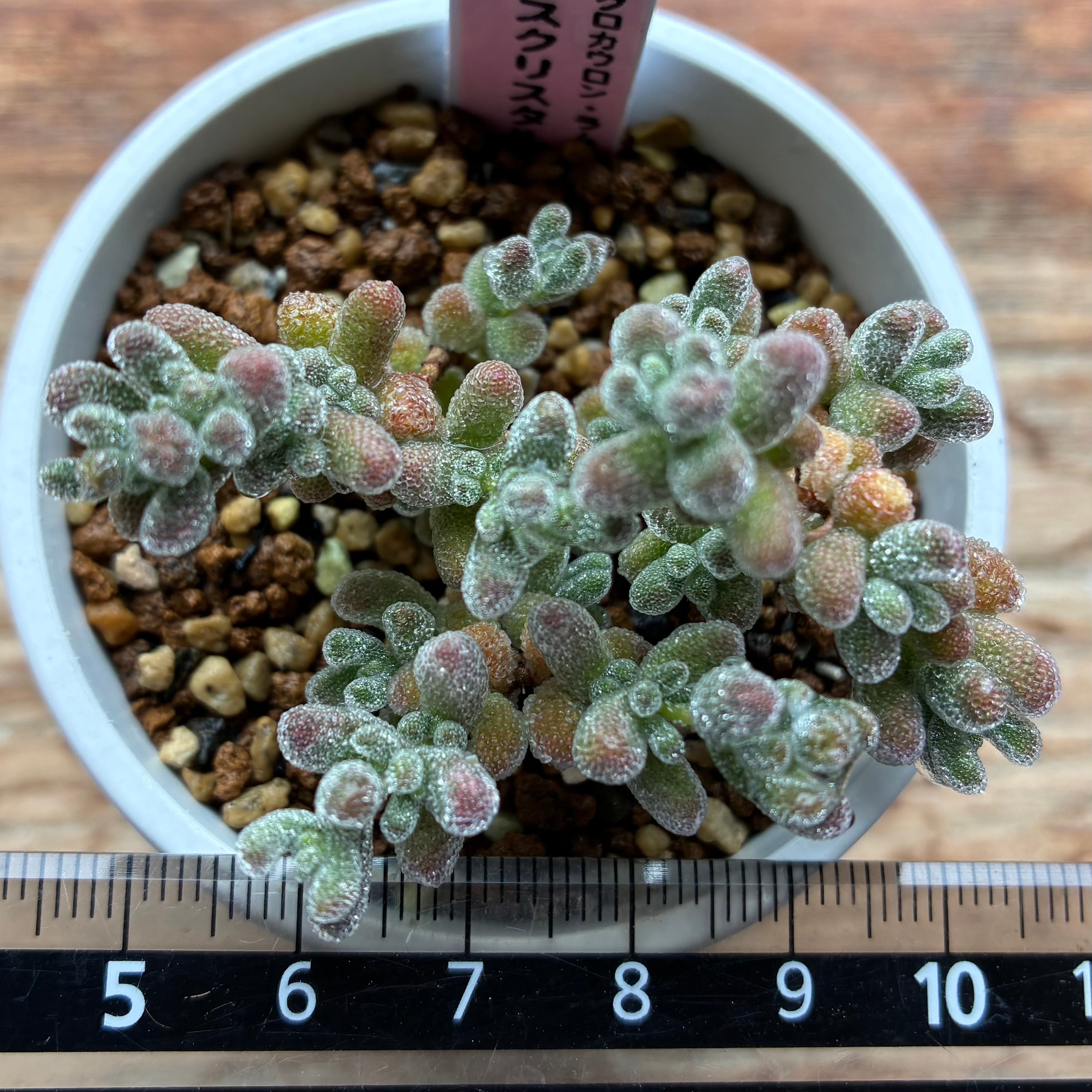 ディクロカウロン アイスクリスタル③ | mocono_plants