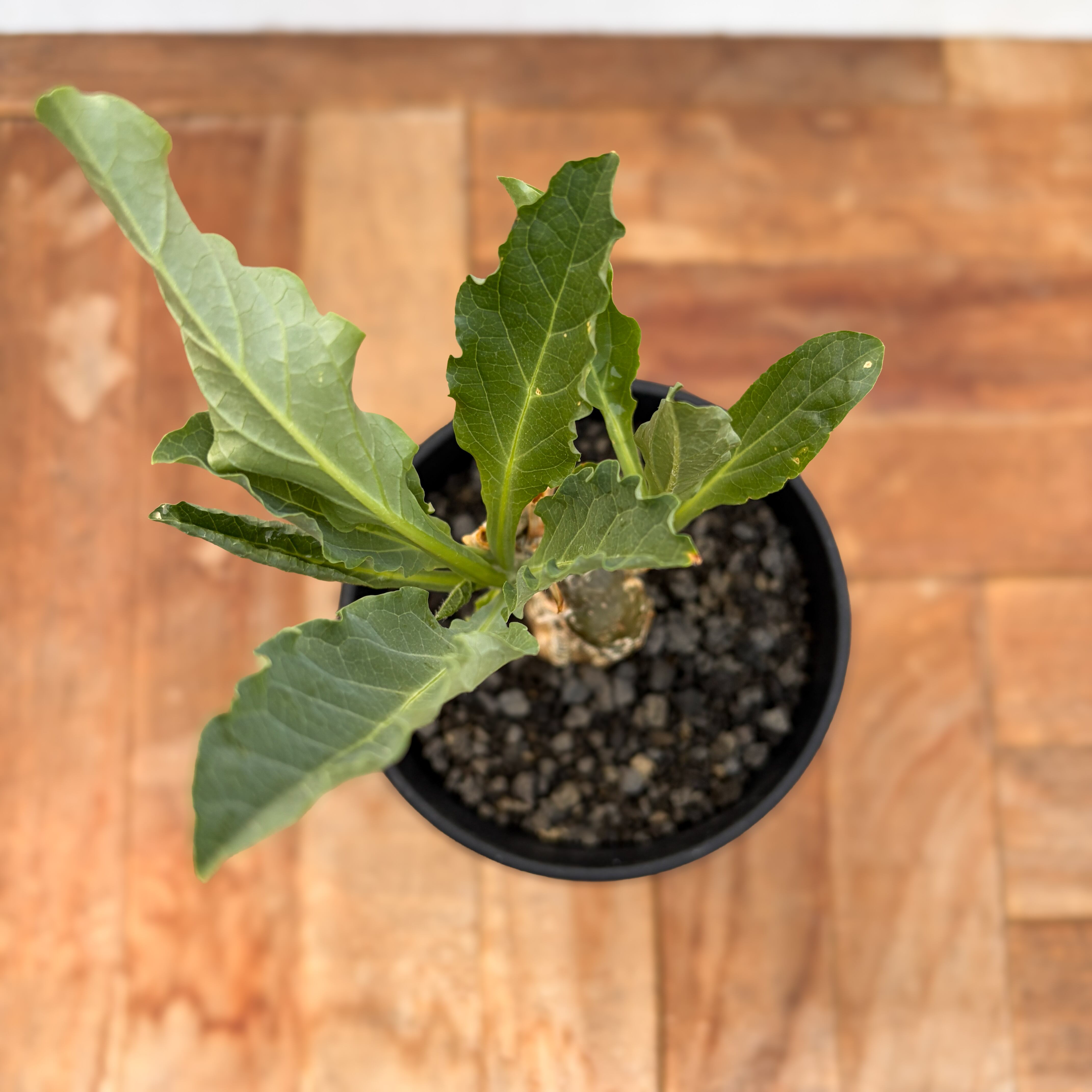 Cephalopentandra ecirrhosa【ケファロペンタンドラ・エキローサ