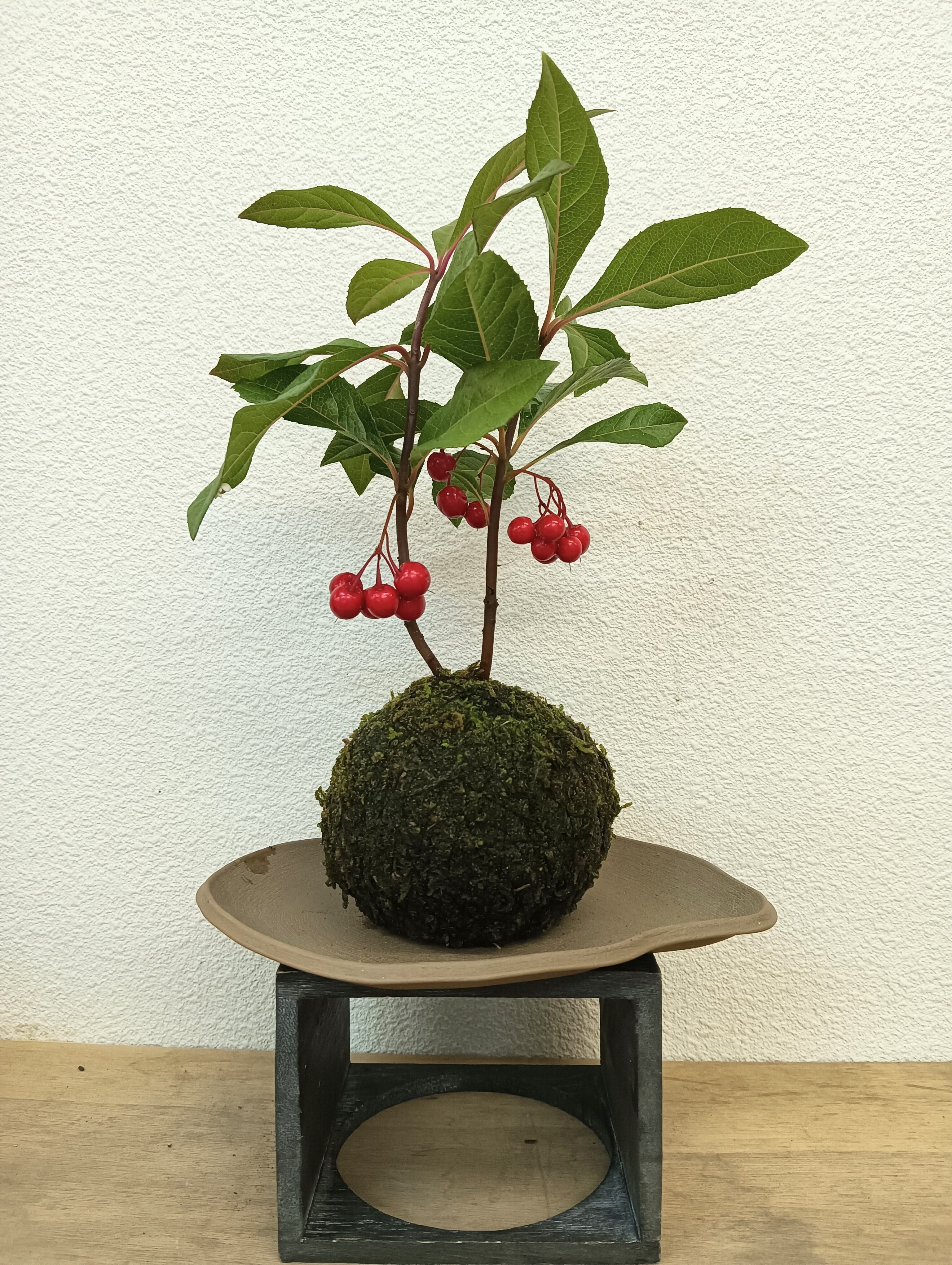 苔玉。 エゾ松の苔玉｜盆栽妙 – 盆栽妙 本店