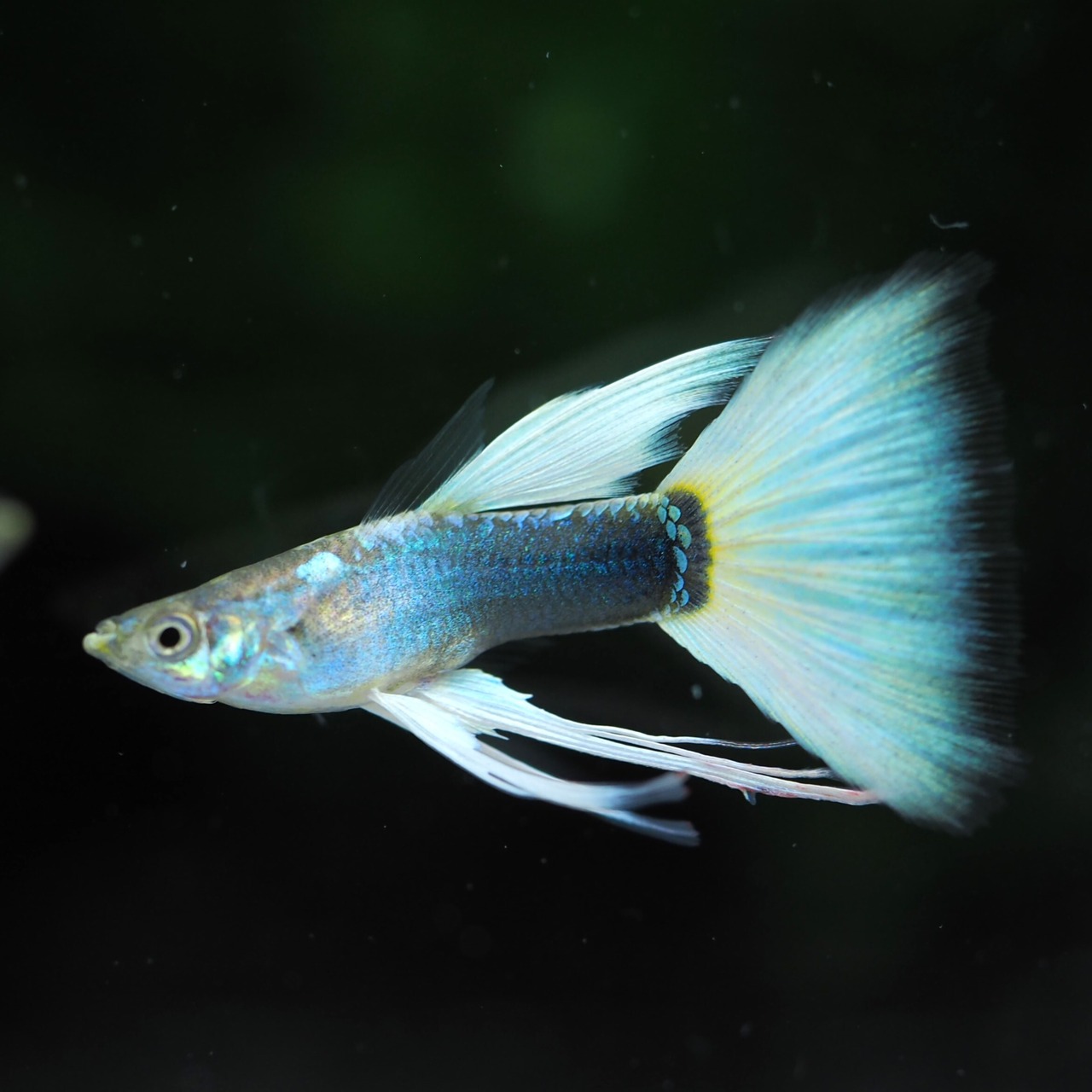 ドイツイエロータキシードリボン　若魚１カルテット