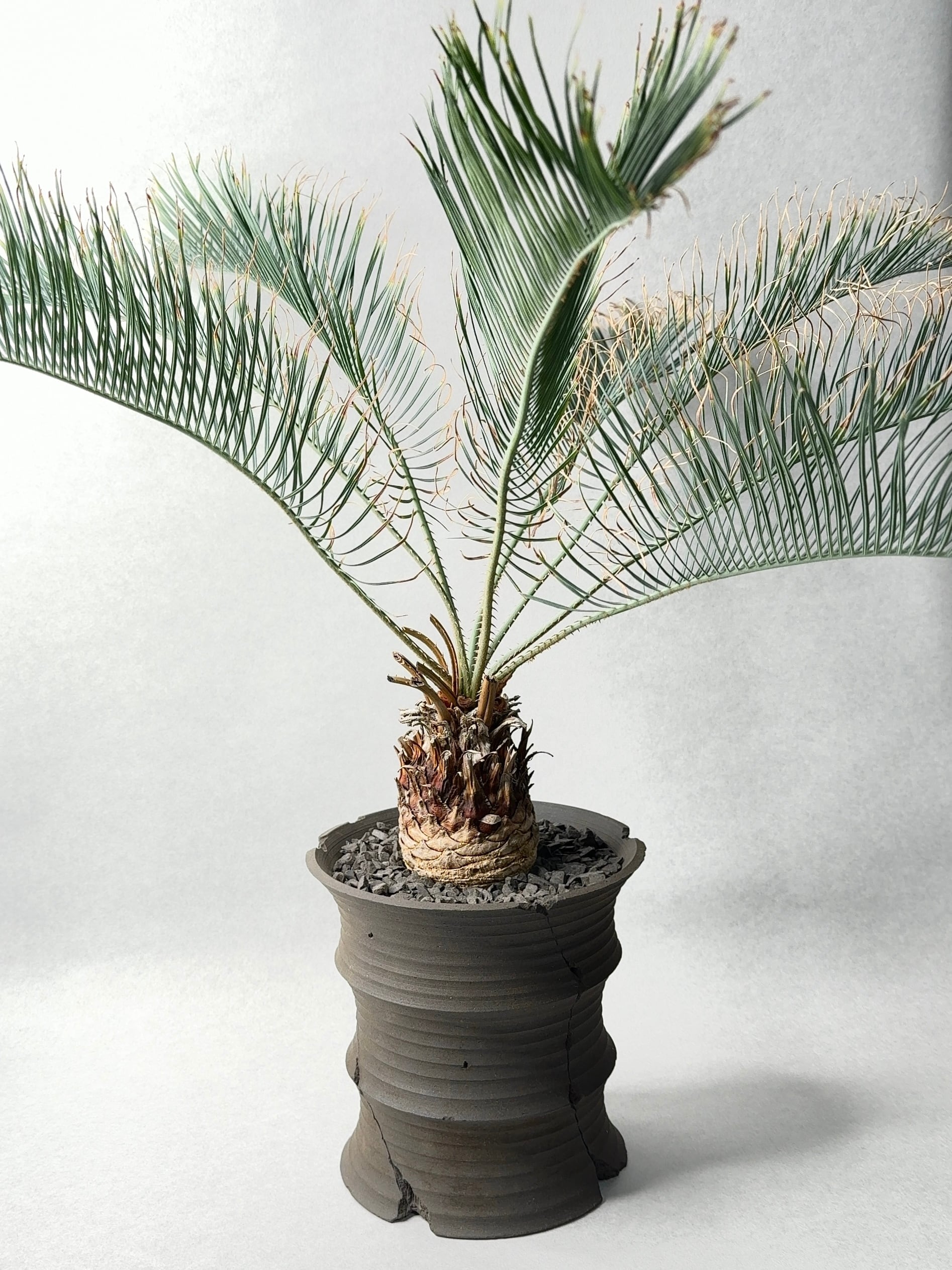 サイカス・カイルンシアナ