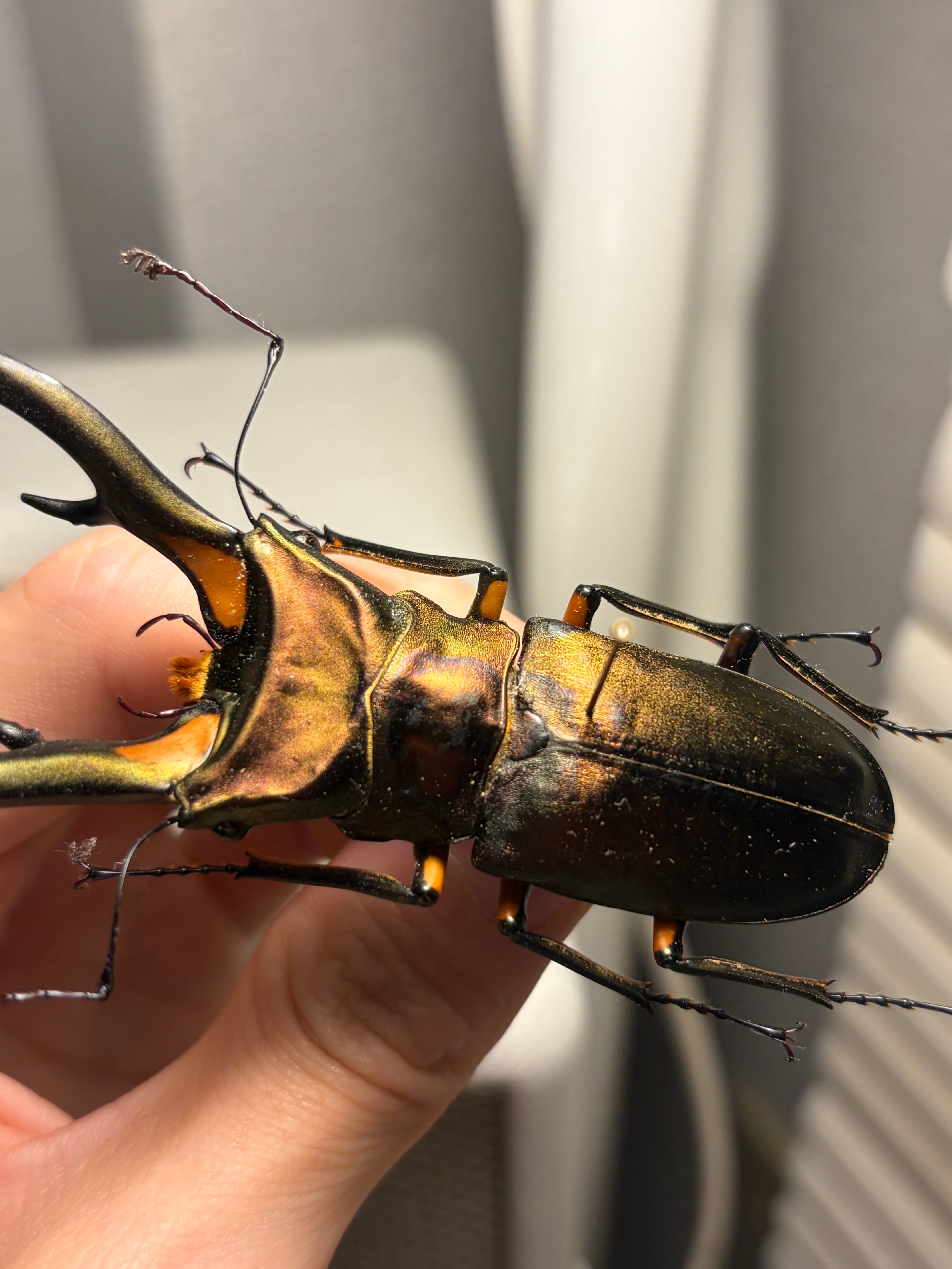 赤銅92mm】エラフスホソアカクワガタ Cyclommatus elaphus 紅鹿細身赤
