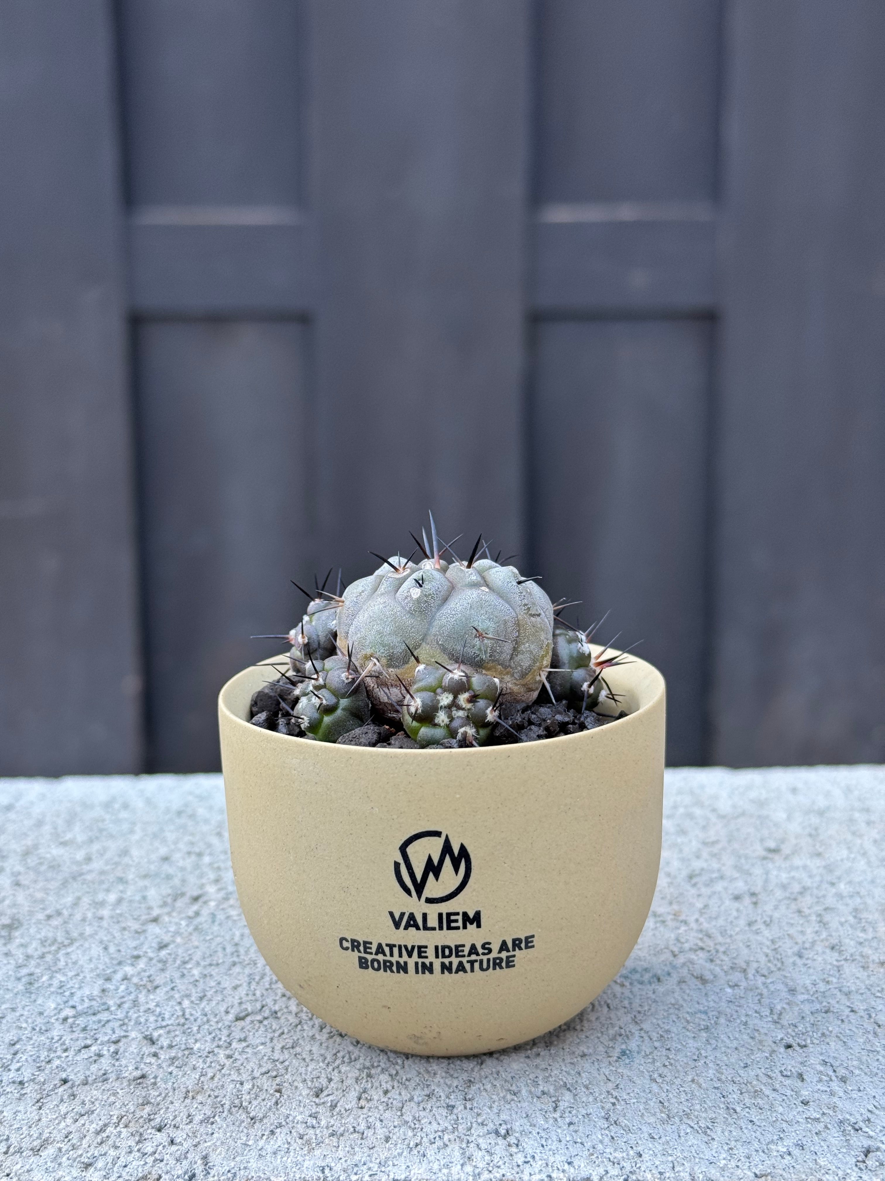 最終値下　コピアポアシネレア　現地球黒王丸　カタチ製作所付 極上品】Copiapoa cinerea × VALIEM GHOST【俺の黒王丸】コピアポア