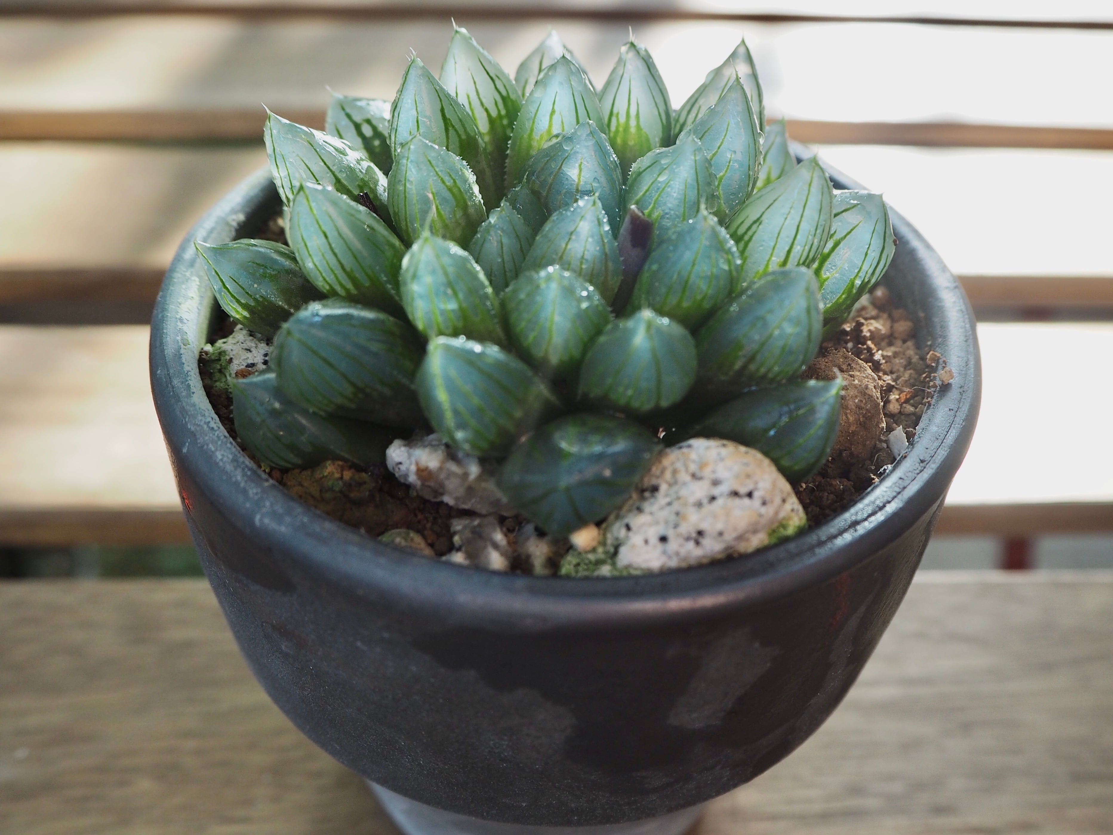 多肉植物 ハオルチア ブラックオブツーサ錦 極上斑親株 完璧