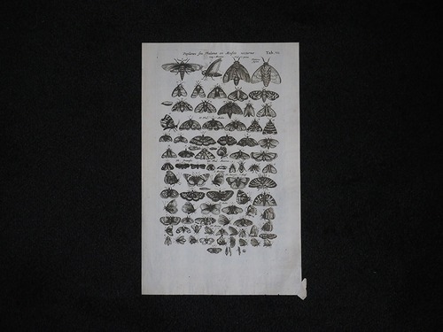 ヨンストンの図版 Papiliones