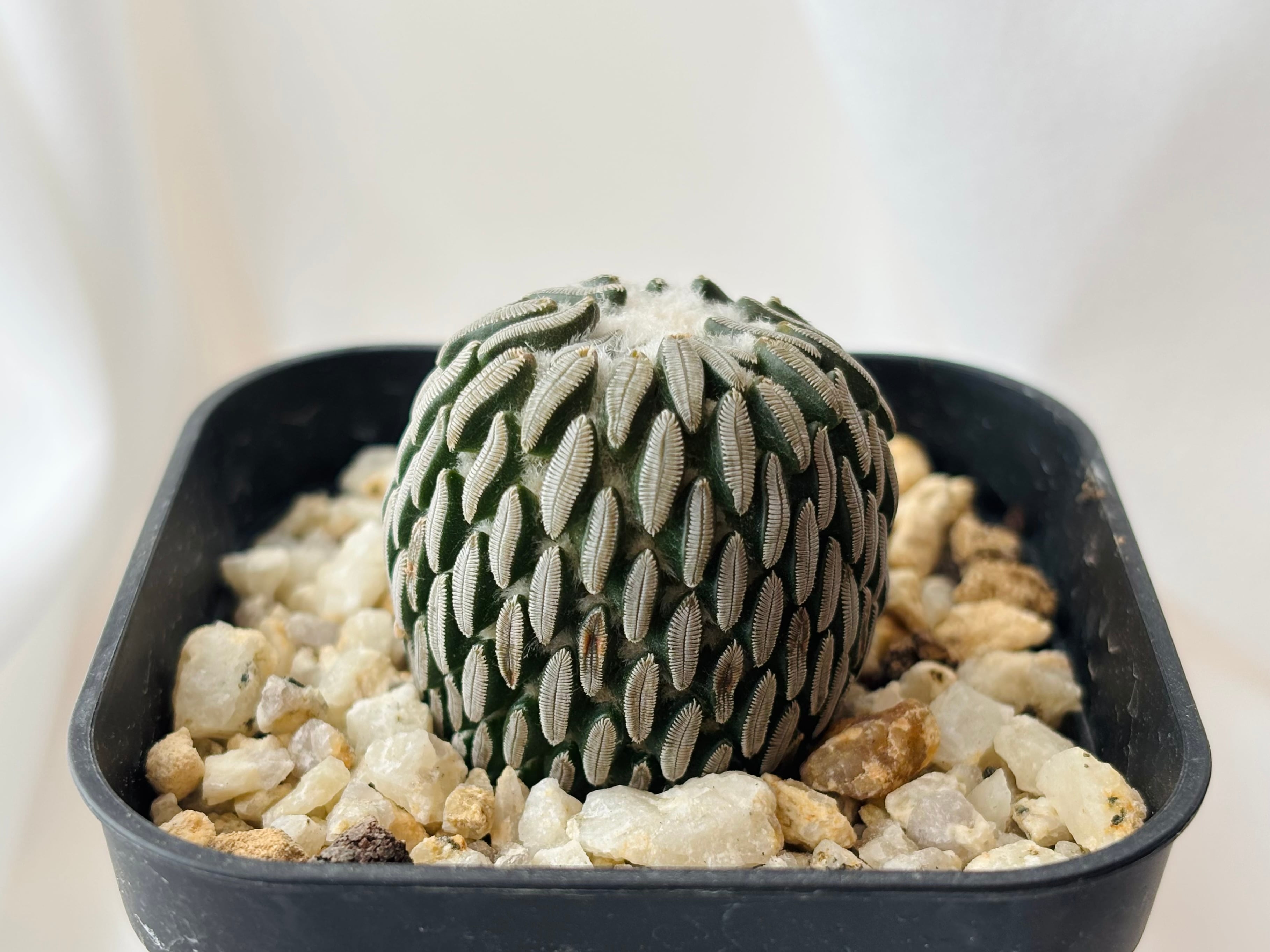 Pelecyphora aselliformis ペレキフォラ 精巧丸 サボテン | plants