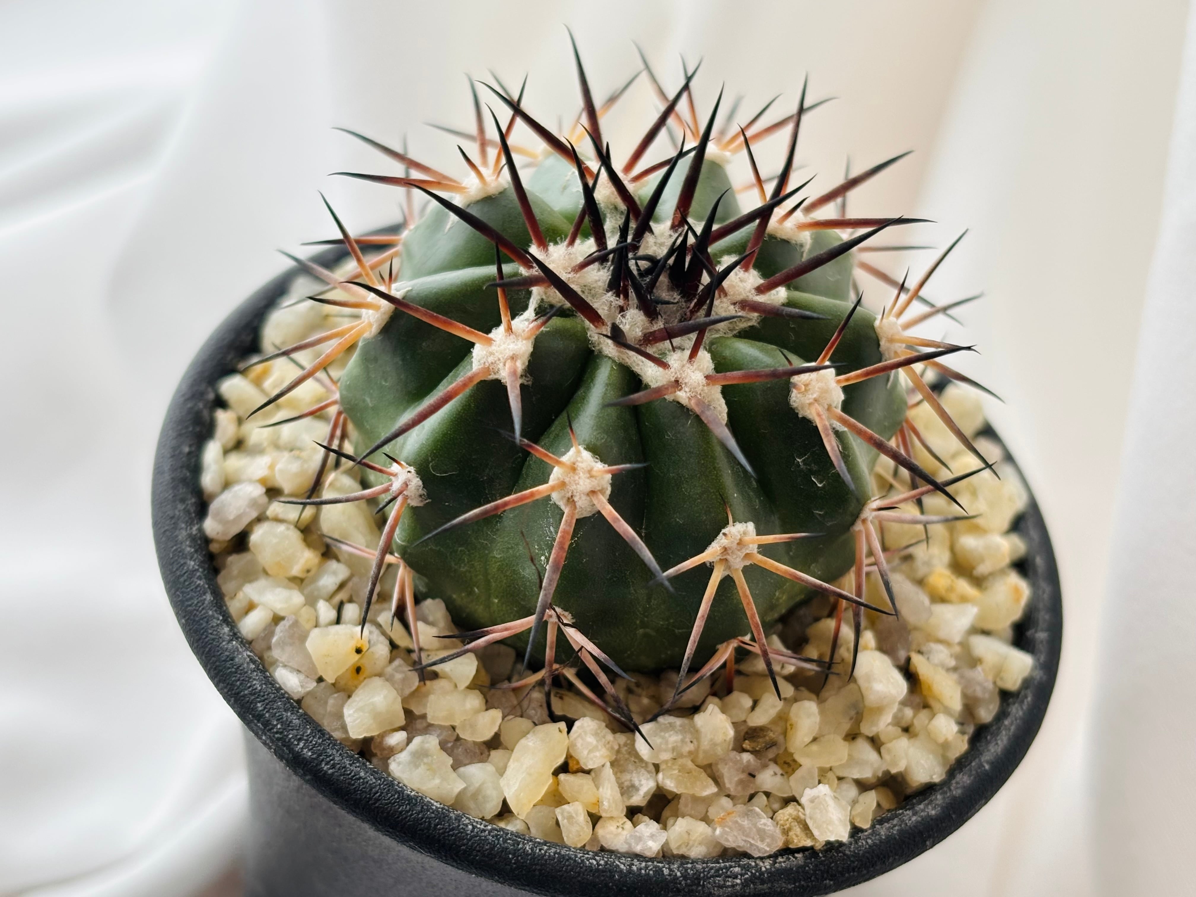 ディスコカクタス　ギガンティア Discocactus gigantea ディスコカクタス ギガンティア サボテン