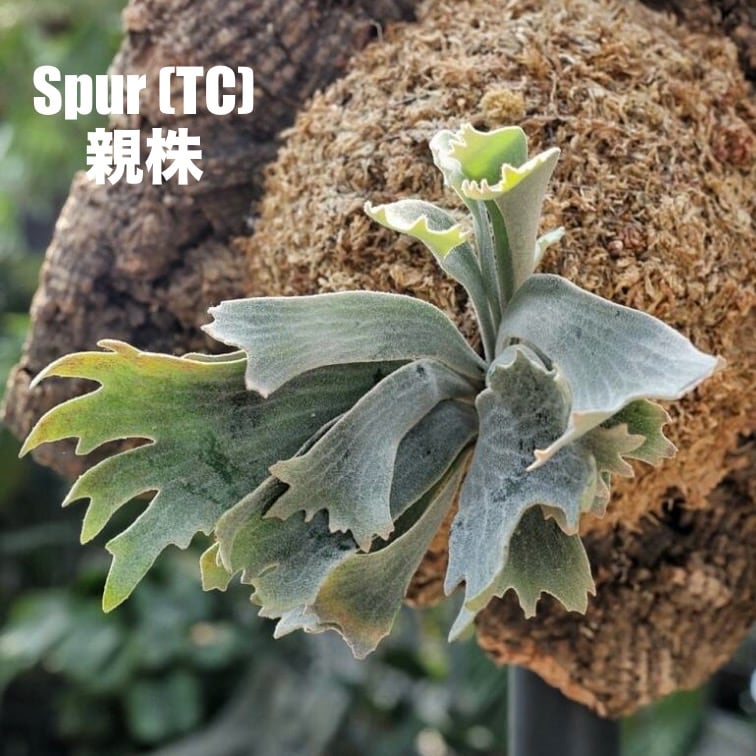 クリアランス】ビカクシダ ウィリンキー 'spur' (P.willinckii 'spur