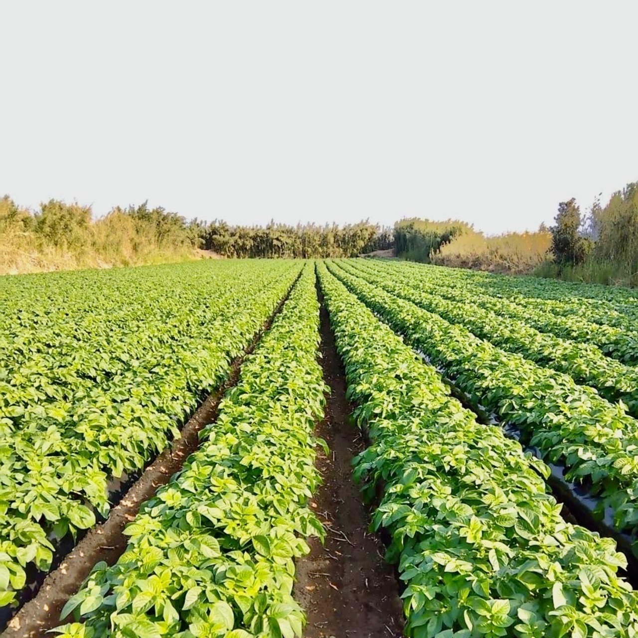 新じゃが SML 10kg(箱別)・画像8