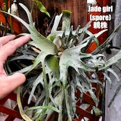 【クリアランス】ビカクシダ ジェイドガール P. willinckii 'Jade Girl' spore【875】