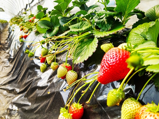 【3/13発送分】＜産地直送＞細谷さんの朝摘み完熟いちご（紅のみ） ／栃木県真岡産