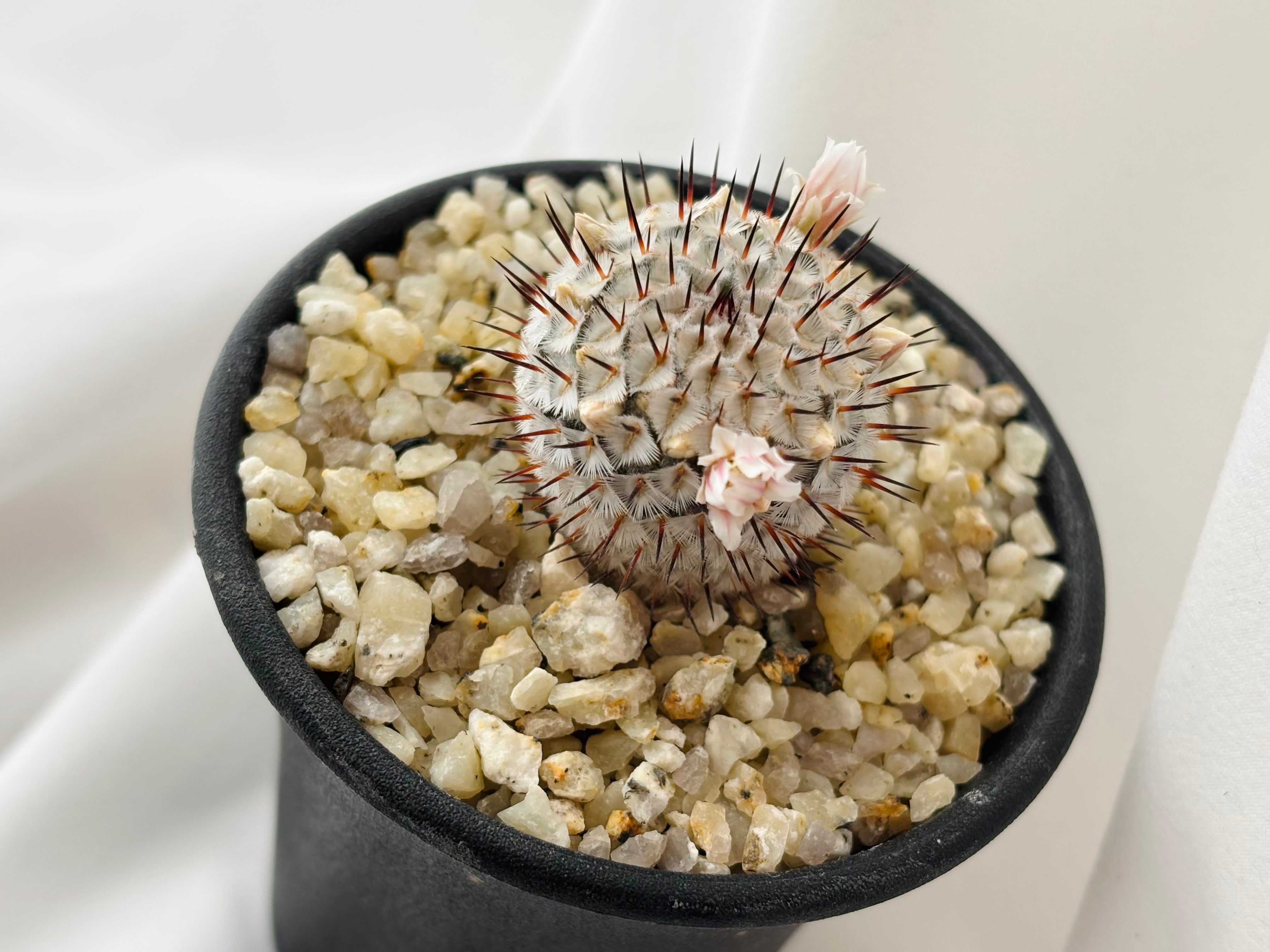 Mammillaria perezdelarosae andersoniana マミラリア ペレスデラロサ