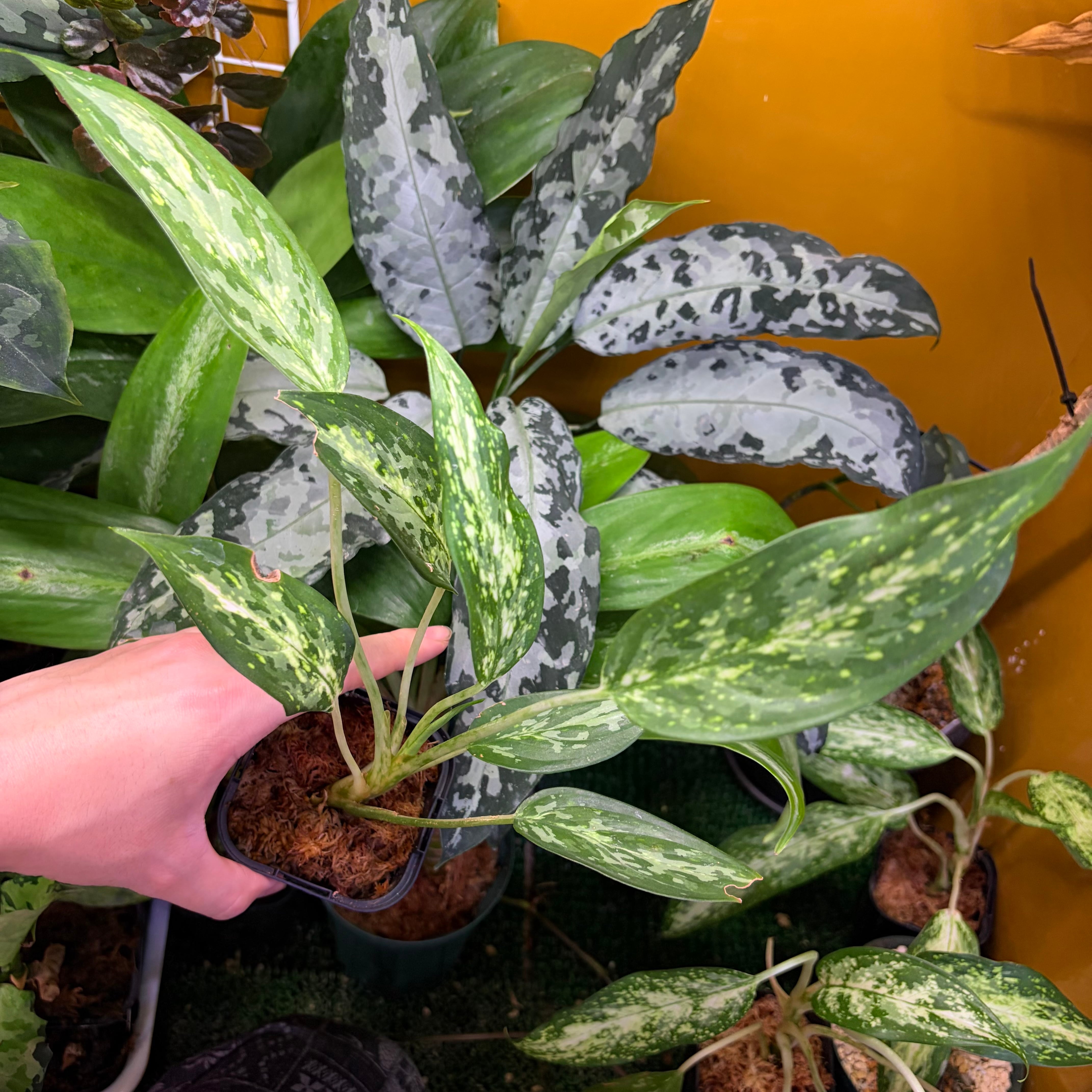 Aglaonema sp. Krabi 【ZOE0626-04t】 アグラオネマ | 熱帯雨林植物