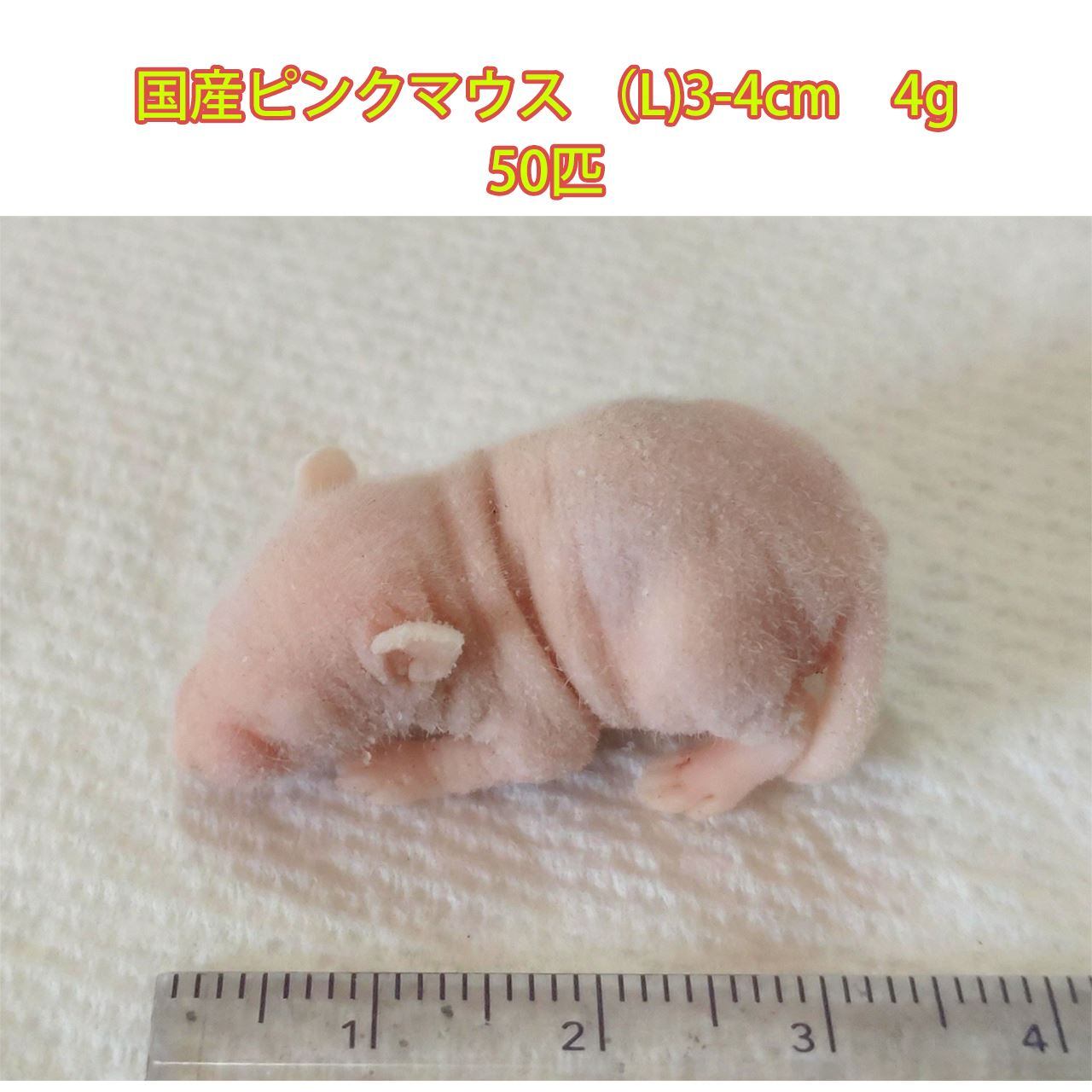 冷凍 国産ピンクマウス L 3 4cm 4g 50匹 Esa 頼れる Jp