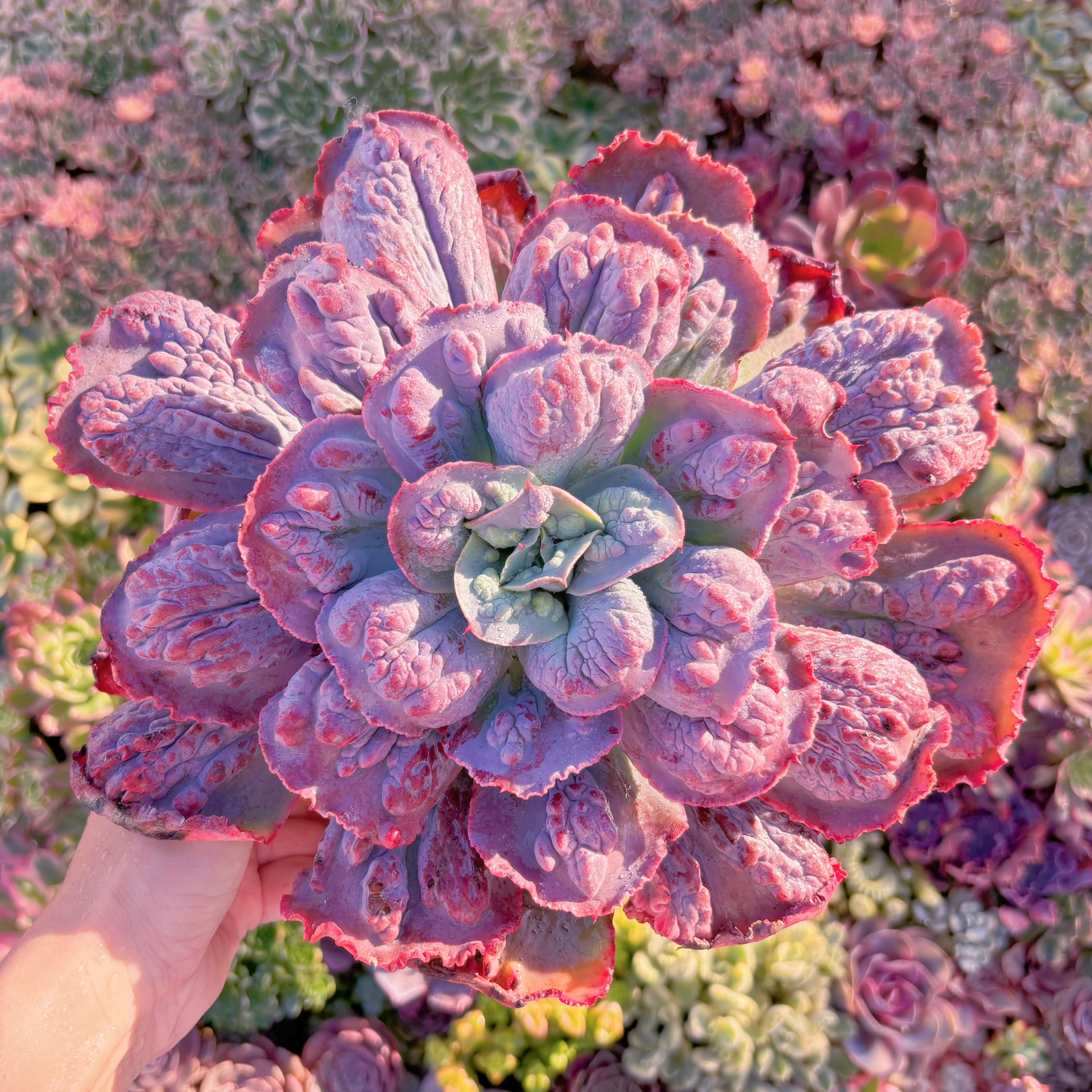 現品　cancanxBaron Bold#579　特大苗　新入荷　るる農園