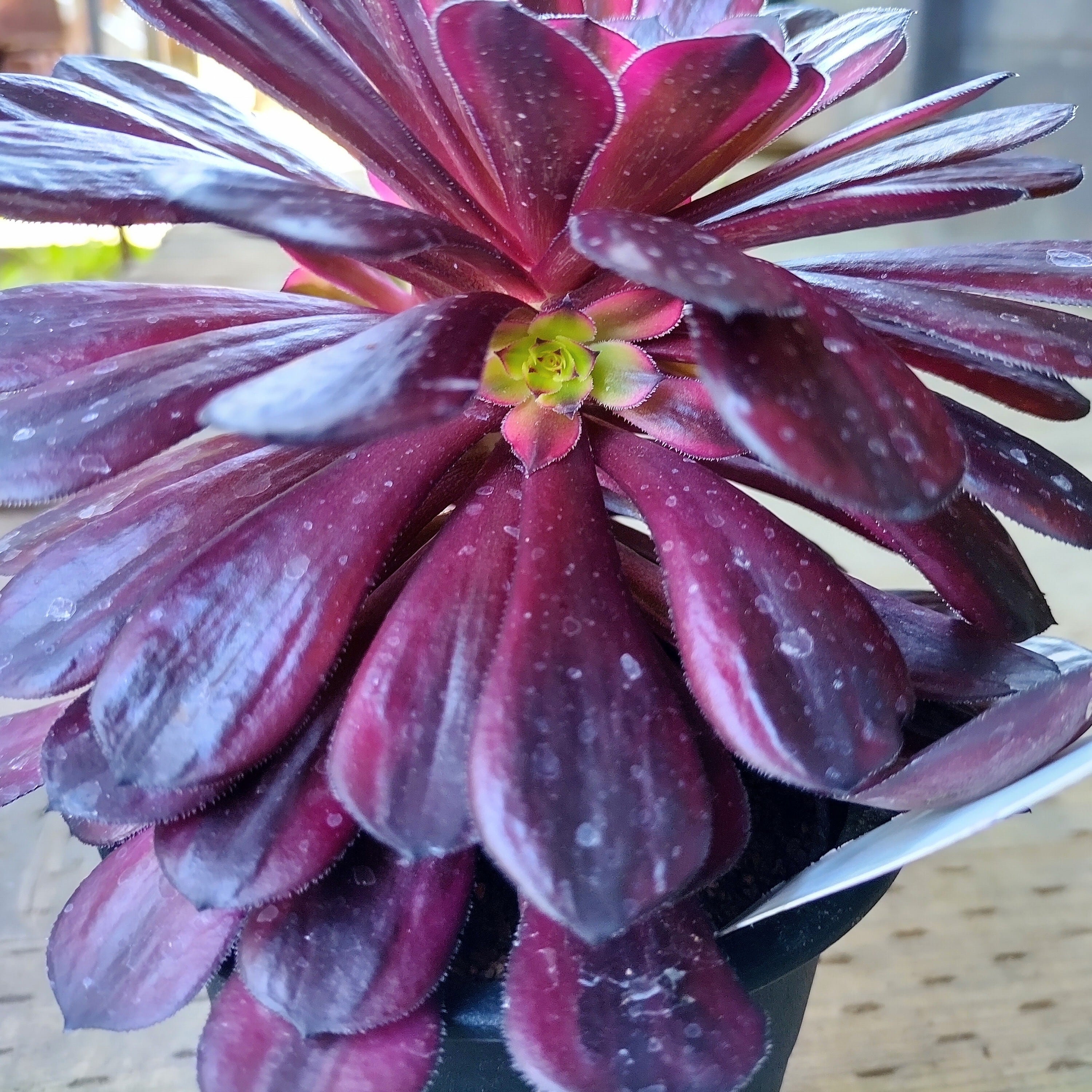 B)マリド錦(アエオニウム) | RuPo 多肉植物専門店