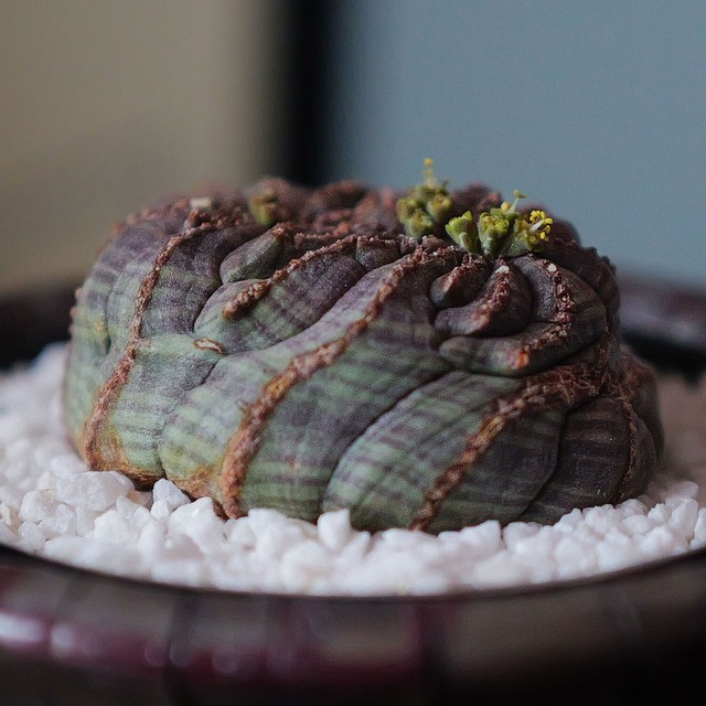 雄株 (オス株) オベサ | LIGHTHOUSE.PLANTS - 海外実生株のオベサなど  