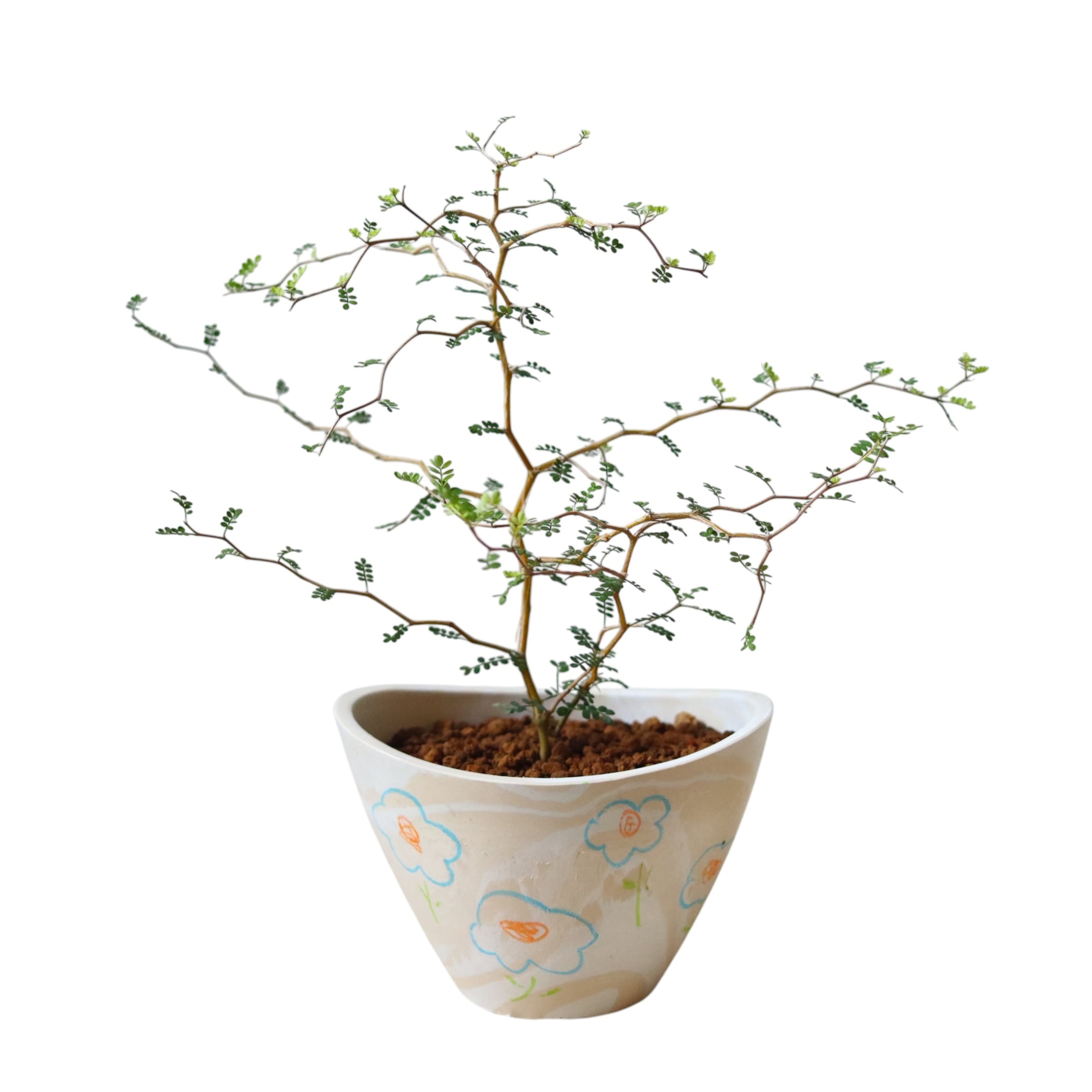 ソフォラ リトルベイビー(30cm)
