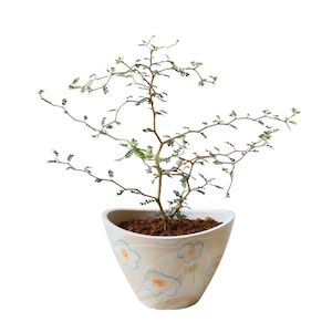 ソフォラ リトルベイビー(30cm)