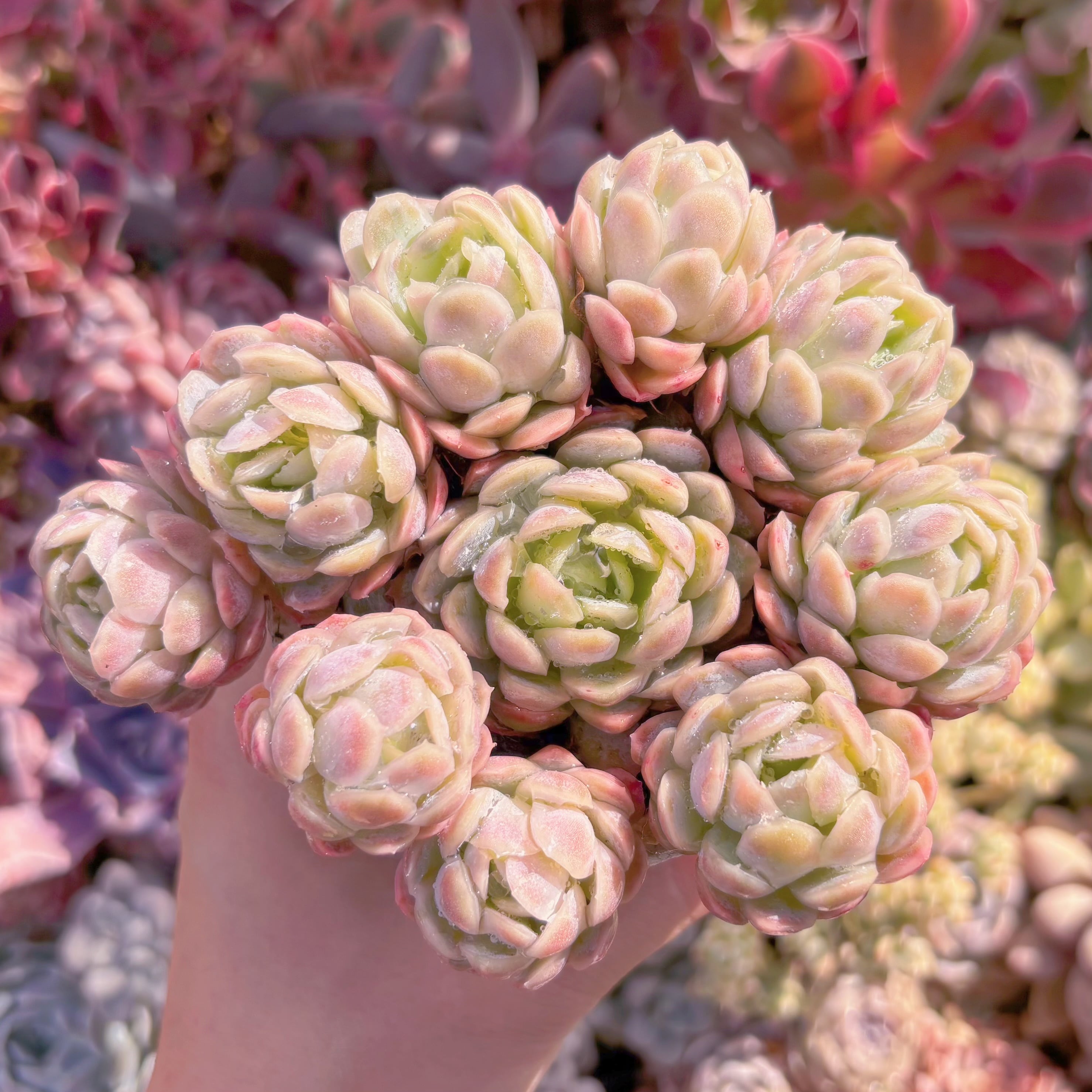 多肉植物 ラズベリーアイス錦 大群生 るる農園 | るる農園~多肉植物専門
