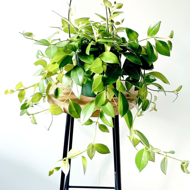 エスキナンサス モナリザ 観葉植物 calm cafe