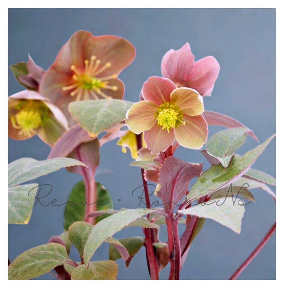 クリスマスローズ:リビダス(3号)原種クリスマスローズ 杉山園芸 耐寒性 宿根草