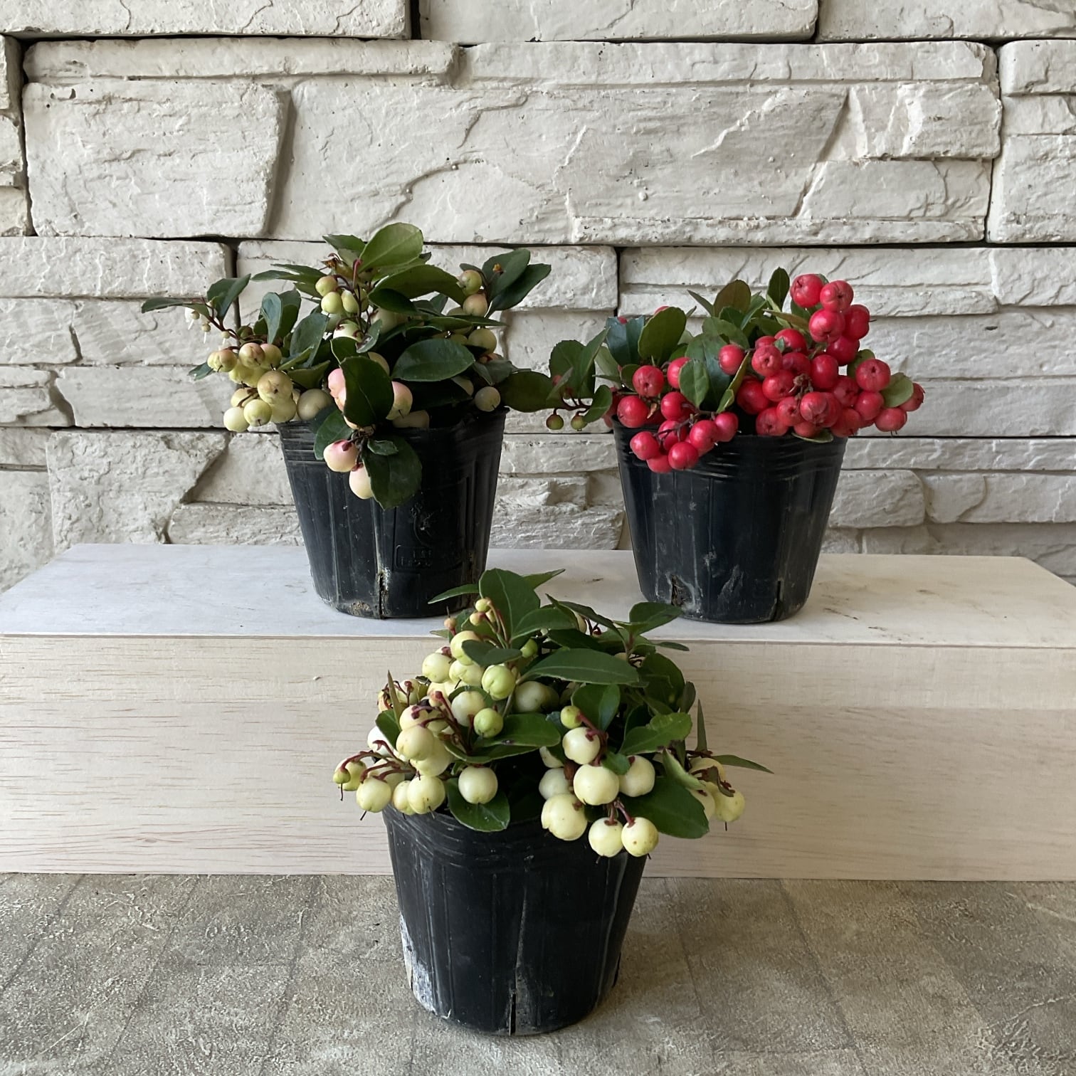 プリムラ レトロボックス | 橋本種苗園