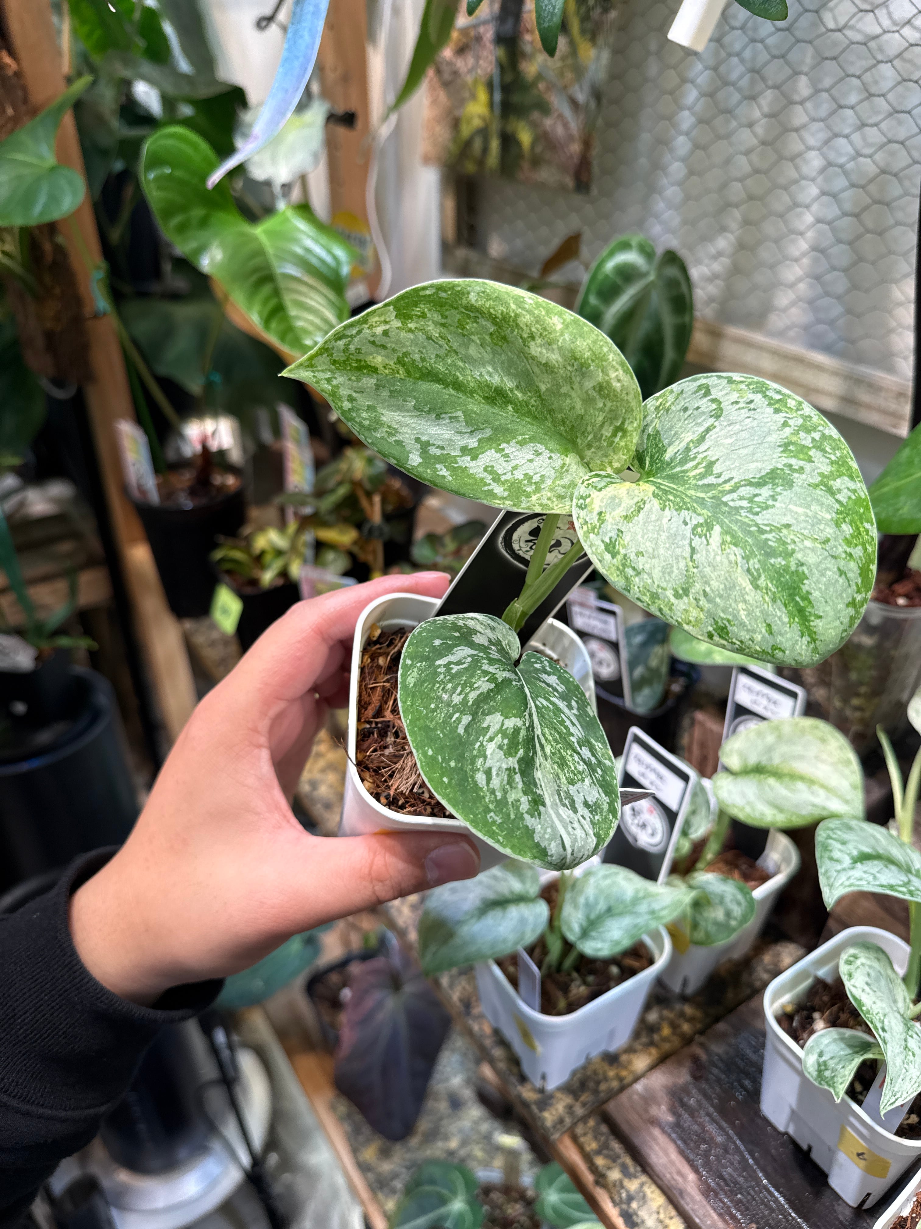 ② フィロデンドロン フロリダビューティー | Gardenえん 【観葉熱帯植物】
