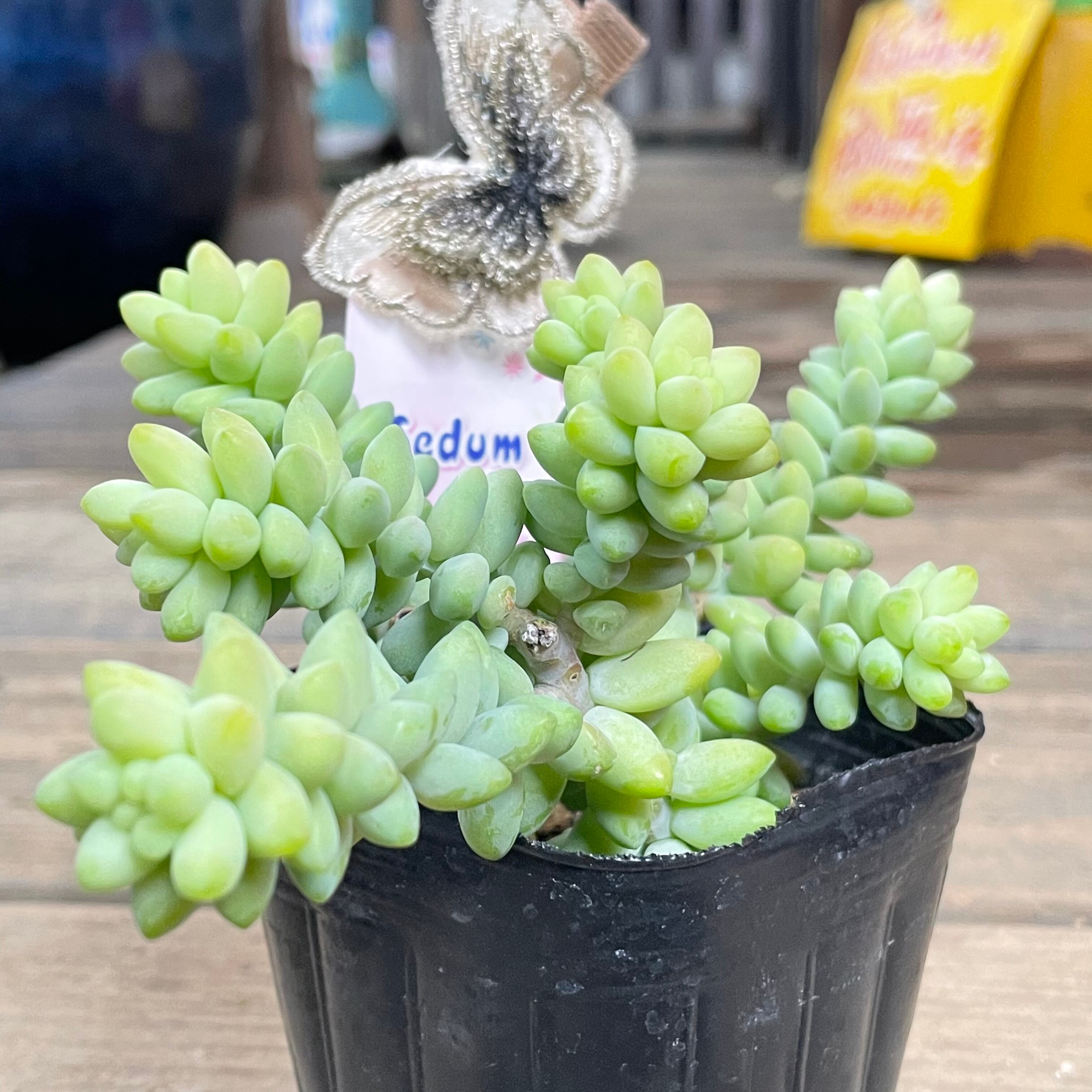 新玉つづり(ビアポップ) | RuPo 多肉植物専門店